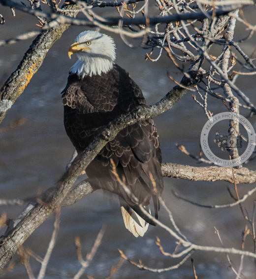 Eagles Cohoes Falls 122225 #Eagles #birdphotography #mohawkriver #cohoesfallsny