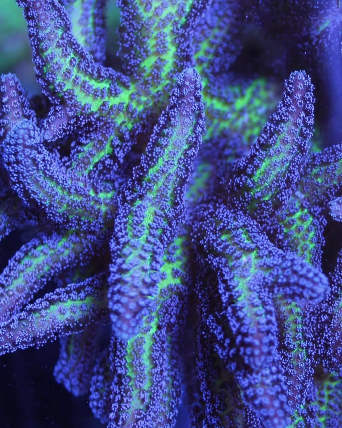 #tropicmarintanks
Beautiful coral from @yoorreef 💜
Show us your corals!
#tropicmarintanks #tropicmarin #tropic_marin
#eatsleepreef #allmymoneygoestocoral #reefporn
#coralporn #reefaholics #aquarium #saltwateraquarium #nanoreef #reeftanks #euroreefers #reef2reef #reefers4reefers #vitaminsea #seafari
@tropicmarinusa @tropic_marin_br @tropic_marinarg
@tropicmarinperu @aquarium_planet_er @scireef @aqua.united.gmbh