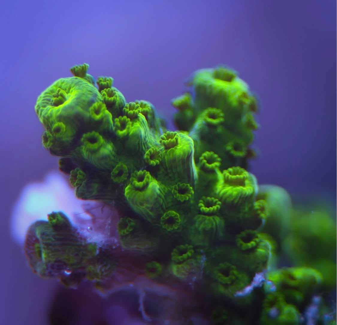 #tropicmarintanks
Very nice shot from @chocolatine_reefer 😍
You use our products and want to get
reposted? Tag your post with #tropicmarintanks.
#tropicmarintanks #tropicmarin #tropic_marin
#eatsleepreef #allmymoneygoestocoral #reefporn
#coralporn #reefaholics #aquarium #saltwateraquarium #nanoreef #reeftanks #euroreefers #reef2reef #reefers4reefers #vitaminsea #seafari
@tropicmarinusa @tropic_marin_br @tropic_marinarg @tropicmarinperu @aquarium_planet_cr @scireef @aqua.united.gmbh