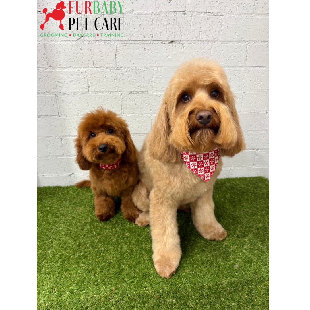 Breakโs over and weโre back! ๐
Doggie daycare reopens tomorrow, and weโre SO ready to spoil and pamper your pooches all through 2026 ๐๐