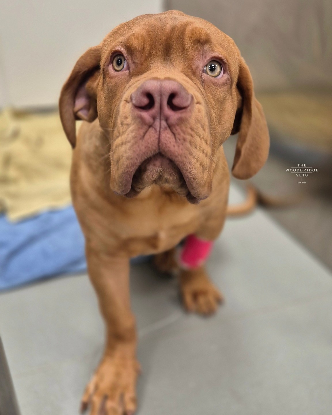 Meet Baxter, a young and lively Dogue de Bordeaux who came to us with persistent lameness in his right forelimb. Despite recovering from a broken claw, his lameness didn’t improve, leaving him uncomfortable. Our vet, Laurie, thoroughly examined him and found pain around his elbow and shoulder joints, suspecting either a ligament sprain or developmental elbow dysplasia 🐾
To get a clearer picture, our vet Laurie recommended a CT scan to assess Baxter's joints and growth plates, helping us rule out any growth abnormalities or injuries. While awaiting the results, Baxter was prescribed medication to manage pain and inflammation, and we advised limiting his exercise to short, controlled walks.
Laurie stressed the importance of closely monitoring Baxter’s condition to see if the medical management and restricted activity help. If needed, a follow-up CT scan will be performed in a few months to review his joints and growth plates, ensuring the best treatment plan moving forward.
With the right care, we’re confident Baxter will soon be back to his happy, playful self 🐾🤎 What a lovely and cheeky boy!
#thewoodbridgevets #independentpractice #suffolkvet #veterinarycare #veterinaryservices #ctscan #veterinaryprocedure #animallovers #dogdebordeaux #veterinarysuppo #dogs #animals #welovedogs