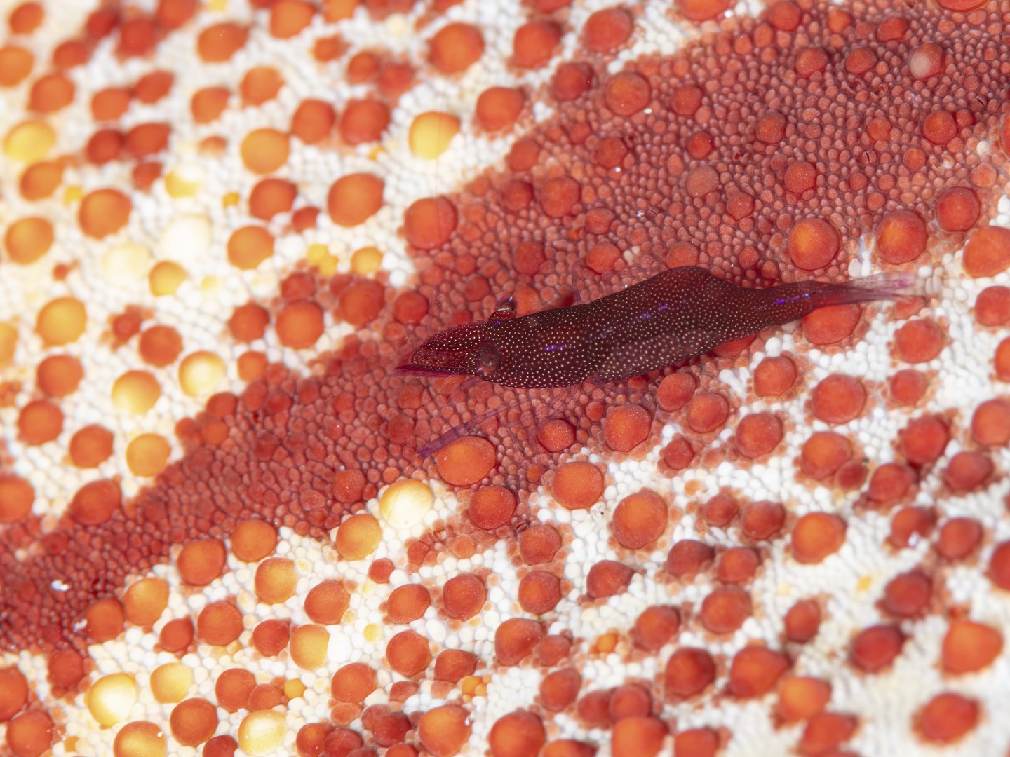 ๐๐๐ ๐๐ญ๐๐ซ ๐ฌ๐ก๐ซ๐ข๐ฆ๐ฉ (๐๐๐ซ๐ข๐๐ฅ๐ข๐ฆ๐๐ง๐๐ฌ ๐ฌ๐จ๐ซ๐จ๐ซ)
These tiny shrimps are often found I association with Pin Cushion Stars or larger starfish. They often mimic the colours of their hosts as seen in these photos. Always a macro challenge as they move quickly โ often there will be several shrimps on the one star.
Another great reason to dive slowly and take the time to observe nature at its best
๐ธ John Warmington
Links in bio
#UnderwaterPhotography #VanuatuMoments #DiveVanuatu #KarmaWatersVanuatu #ReefCritters