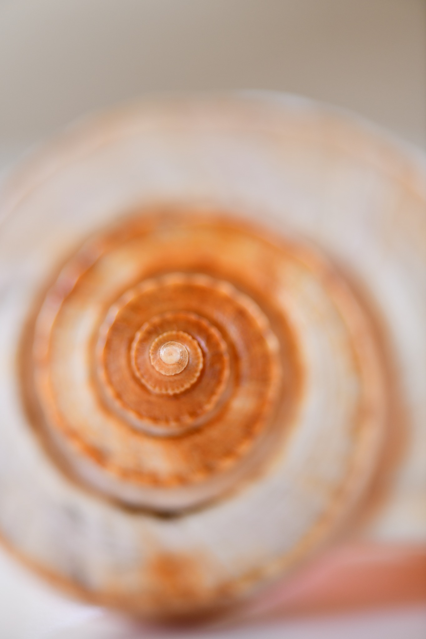 Welcome to the world of seashellsâwhere science, nature, and ocean life come together. Seashells are not just beautiful objects washed ashore; they are carefully formed structures created by marine animals for protection, support, and survival. Each shell tells a story of growth, adaptation, and the environment in which its owner lived, offering insight into ocean ecosystems, biodiversity, and the delicate balance of life beneath the waves.â
ð World of Seashells
ð +230 623 7984
ð§ reservations@worldofseashells.mu