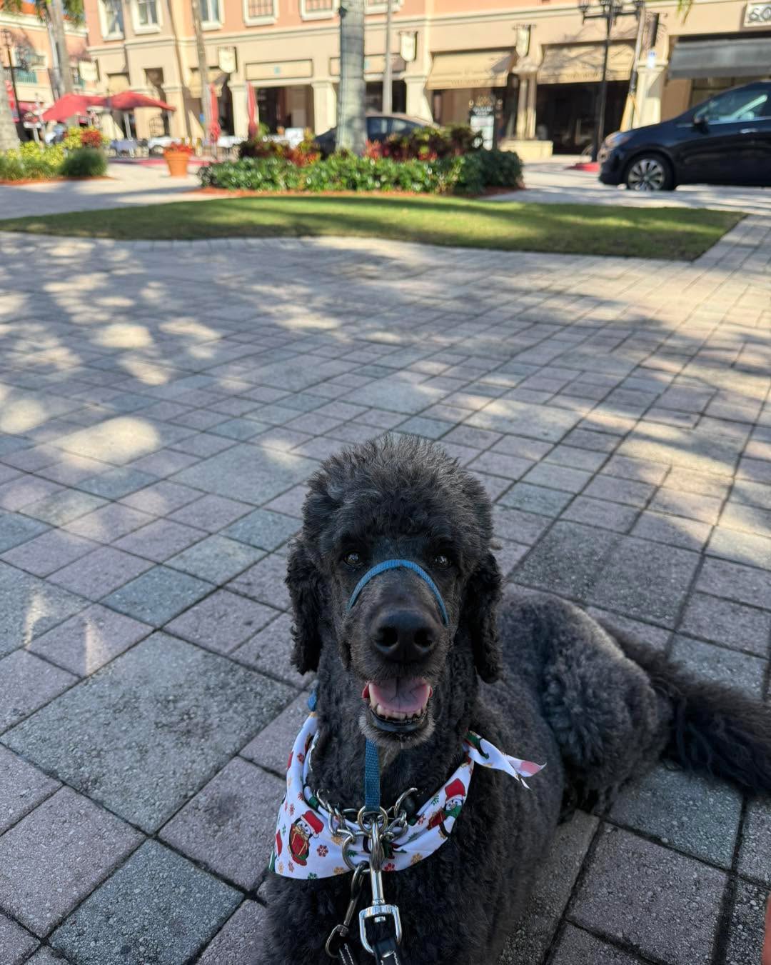 My main focus is to teach the dog’s owner how to work with, live with, and train with the dog each day.
But sometimes my owners need a little extra assistance in practicing and as long as I know for sure that they are doing the work, I’m ok with helping out.
That’s when I have no problem taking my client’s dog out to work on whatever behaviors we need to practice. BUT it’s not something I suggest or recommend to do solely, as again I want to make sure my clients are able to do this as well.
#RotNDog #RotNDogTraining #dogtrainer #dogtraining #dogbehavior #soflo #palmbeach #broward #puppies #puppytraining #gooddog #goodpuppy #obedience #aggression #fear #anxiety #behavior #training #muzzle #adopt #rescue #shelterdogs #dogswhobite