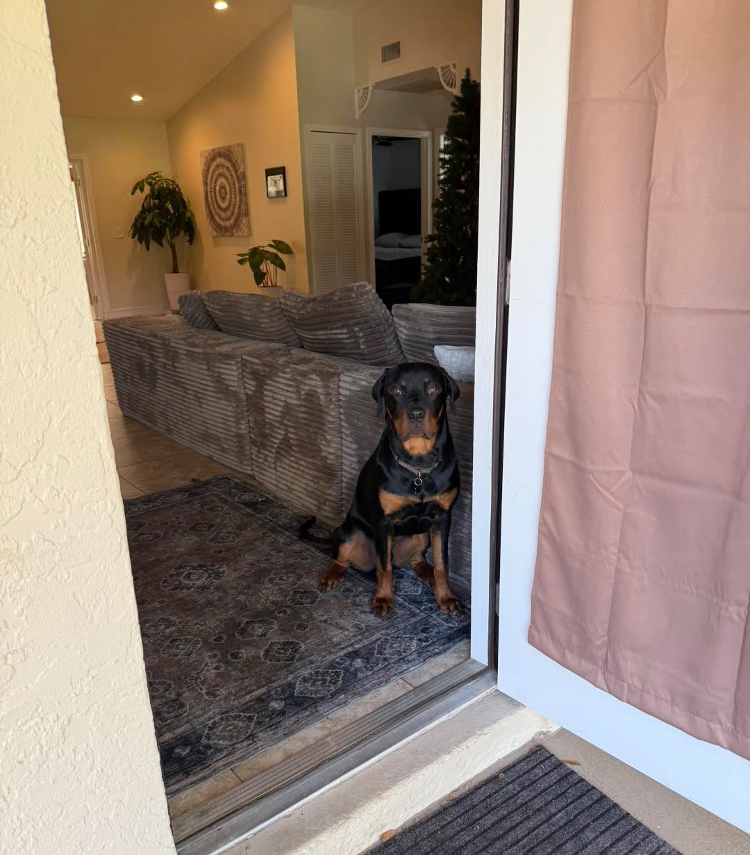 For dogs that display fear, anxiety, and aggression, feeling safe in their home is essential.
So when we have a dog that struggles mentally and emotionally and they move to a new home, their world can turn upside down and huge regressions can occur. There’s no longer predictability or safety present for them until they have time to adjust. We can understand that “this is our new home.” But they don’t understand why everything familiar is now different.
If your home, your foundation is uprooted, it makes everything else on top crumble.
So if you have a dog who struggles mentally and emotionally and you plan on moving, do so mindfully.
🏠 Keep your routines the same to the best of your ability.
🏠 Hopefully your dog has a safe space (such as a crate) that can be brought with you.
🏠 Go back to basics or at least a few steps on some of your behavior modification.
🏠 Allow for decompression time over the first few months to allow them to adjust and re root in the new environment. Don’t put too much pressure on them to do extra and try to avoid additional unnecessary stressful situations.
🏠 Look for differences in your new home from your last home and adjust your management accordingly.
🏠 Ask for help, as sometimes your professional may spot things from the outside that you have not.
#RotNDog #RotNDogTraining #dogtrainer #dogtraining #dogbehavior #soflo #palmbeach #broward #puppies #puppytraining #gooddog #goodpuppy #obedience #aggression #fear #anxiety #behavior #training #muzzle #adopt #rescue #shelterdogs #dogswhobite