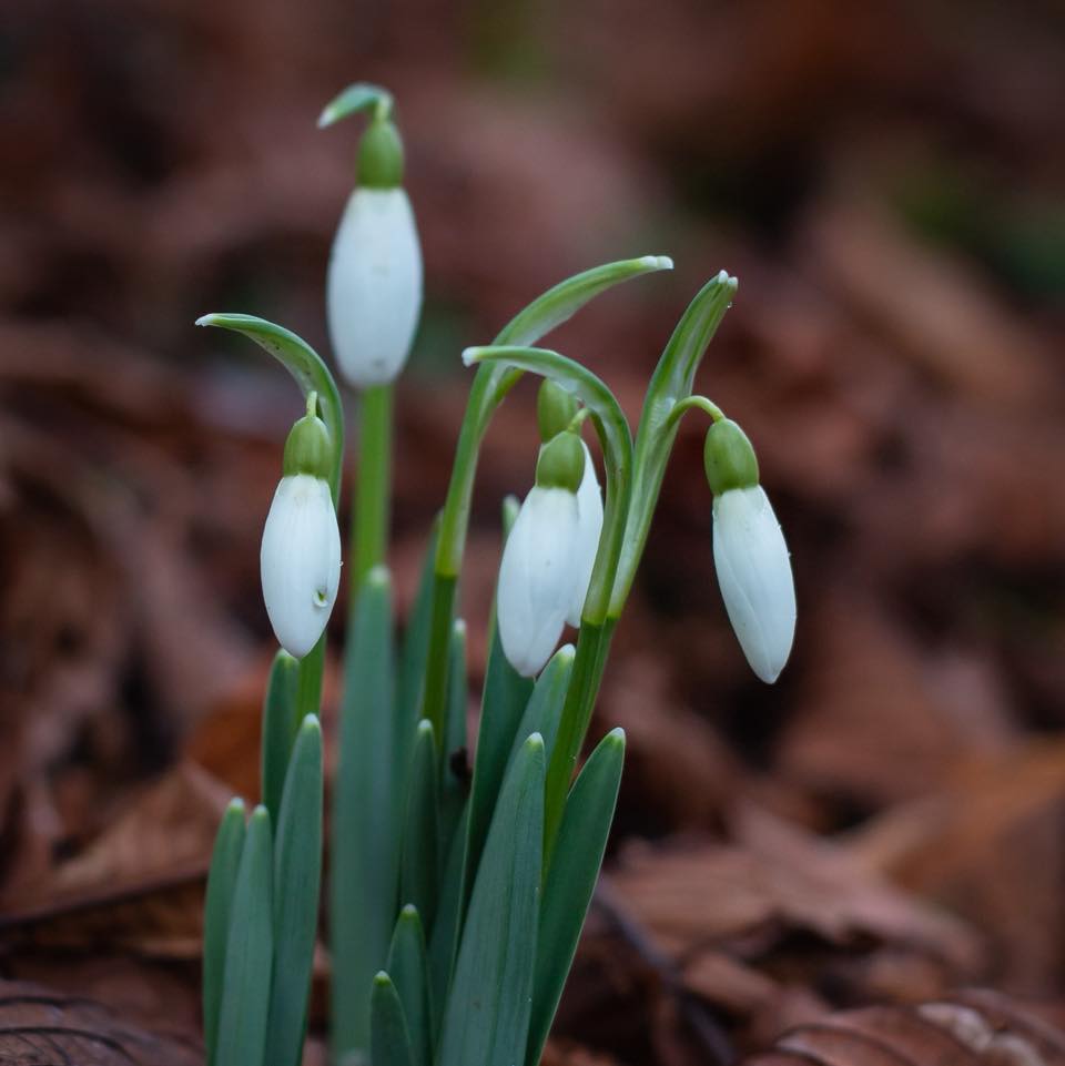 Snowdrops are one of my favourite parts of January and February as it’s always a thrill to spot the little, tiny, white flowers popping out of the ground on their vivid, green stalks. They are such delicate, beautiful flowers and full of hope and promise that Spring is not far away.
I found this tiny, little clump of Snowdrops under a tree on a New Year’s Day walk around the small village of Black Bourton in West Oxfordshire. They had yet to open their tiny petals and looked so fresh and new; almost as if they had pushed their way through the ground that morning!
Please have a look at my new, refreshed website. I’ll be concentrating on my images from in and around the Cotswolds and sharing more blogs about places I visit in this lovely part of the world.
There’s some prints, coasters and mugs available in my lovely online shop on my website and also on Etsy. See link in bio.
Thank you ☺️
lisathornphotography.com
#cotswolds #cotswoldslife #printsforsalebyartist #printsforyourhome #winter #oxfordshire #visitthecotswolds #experienceoxfordshire #thecotswolds #chapel #fragile #fragilebeauty #floralart #winternature #snowdropseason