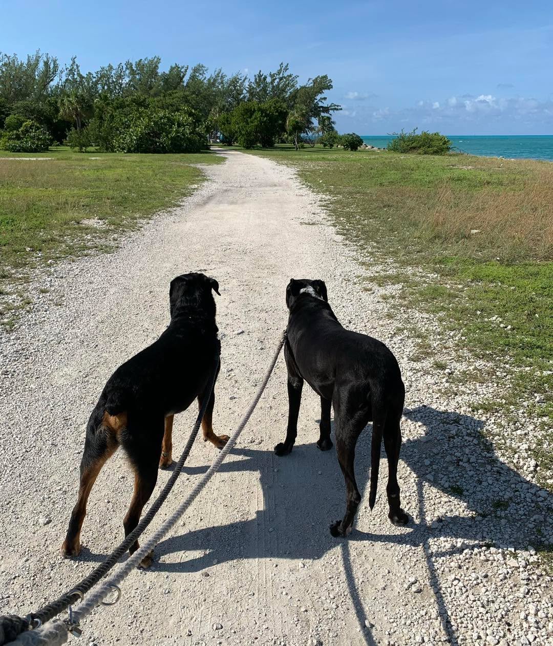 If you have two dogs - one is friendly with strangers and one is not - and someone approaches and asks to pet your dogs, what do you do?
If you say “this one is but this one isn’t” I find that that gives the approaching stranger too much liberty. They may approach the friendly dog first but almost ALWAYS they WILL reach out to your dog who is not friendly as well. You could bet money on it become rich very quickly.
So my suggestion is always to not allow the stranger to approach either dog. Just say neither are friendly and move on. In my opinion, it’s not worth the risk or the liability.
But what about the friendly dog and his or her ability to socialize? Take them out for their own individual one on one time with you and socialize all you want. It’s better to sometimes say no to the social dog interacting with others than it is to force the not social dog to be put in an inappropriate situation.
If the social dog doesn’t get to greet everyone, they will still survive, and no one is put at risk.
#RotNDog #RotNDogTraining #dogtrainer #dogtraining #dogbehavior #soflo #palmbeach #broward #puppies #puppytraining #gooddog #goodpuppy #obedience #aggression #fear #anxiety #behavior #training #muzzle #adopt #rescue #shelterdogs #dogswhobite