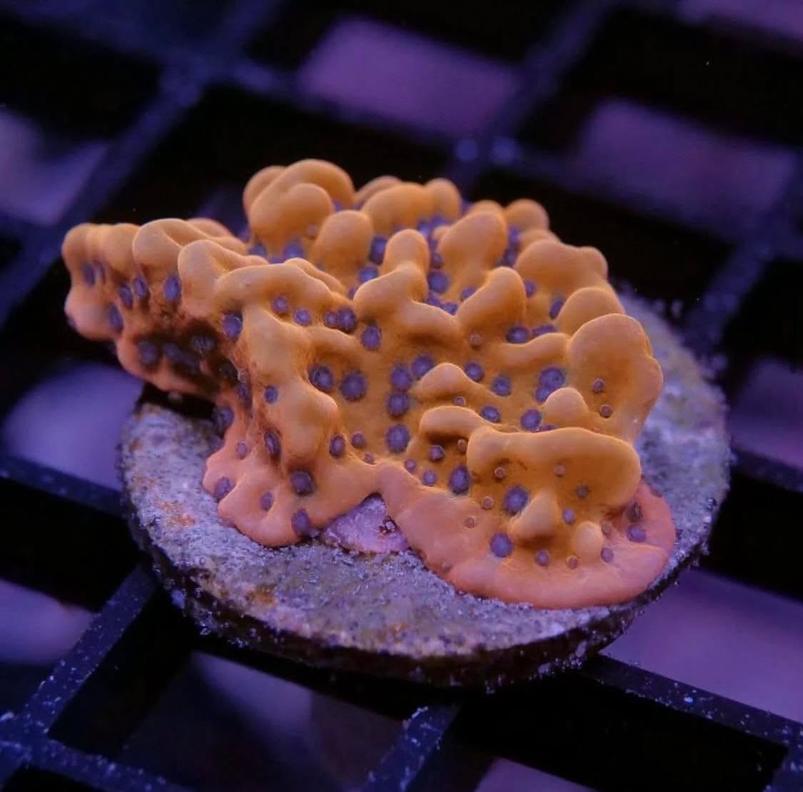 #tropicmarintanks
Very nice shot from @coralaxy 💕
Do you also have such great corals in your tank? Tag your post with #tropicmarintanks.
#tropicmarintanks #tropicmarin #tropic_marin
#eatsleepreef #allmymoneygoestocoral #reefporn
#coralporn #reefaholics #aquarium #saltwateraquarium #nanoreef #reeftanks #euroreefers #reef2reef #reefers4reefers #vitaminsea #seafari
@tropicmarinusa @tropic_marin_br @tropic_marinarg
@tropicmarinperu @aquarium_planet_cr @scireef @aqua.united.gmbh