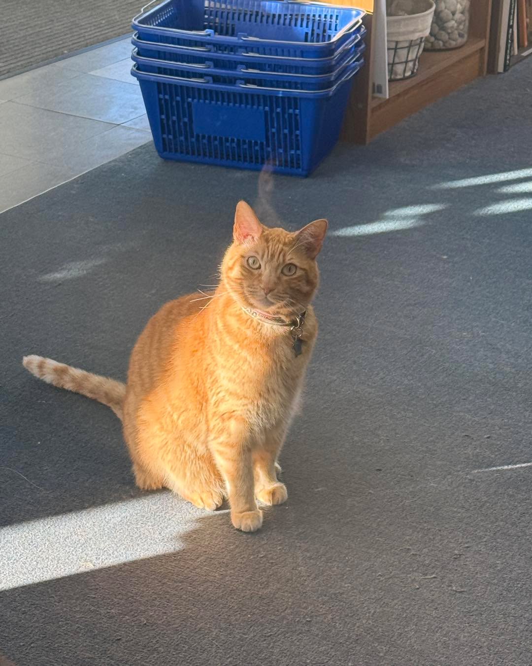 🐱 Jay always has the case of “RJF” or “Resting Judgement Face” 🙄🫶🐱
#Bookstore #bookstorecats #Bookworm #ReadingGoals #cats #judgement #alwaysjudging