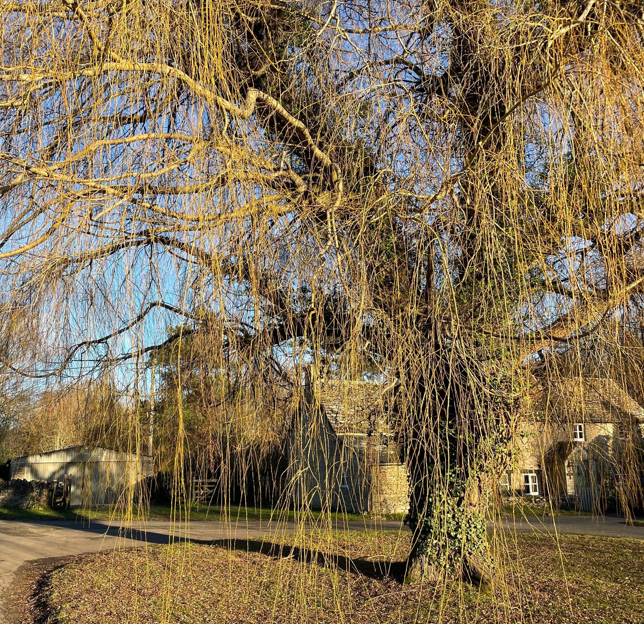 A wintry scene in #thecotswolds. This is the pretty village of Eastleach: not really on the tourist trail but worth a visit expecially for the excellent pub The Victoria Arms.
#offbeatcotswolds #bluebadgeguide #bluebadgeguides
#britainsbestguides #cotswolds
#inthecotswolds #cotswoldcountry #Cotswolds_Culture #lovethecotswolds
#winter
#discoverthecotswolds #visitthecotswolds #discovercotswolds #cotswoldslife #cotswoldlife #thecotswolds
#your_cotswolds
#cotswoldvillage #visitengland #englishvillage
#englishcountryside #eastleach #victoriaarms
#explore_britain_ #traveling_uk
#photosofengland #instabritain #europetravel