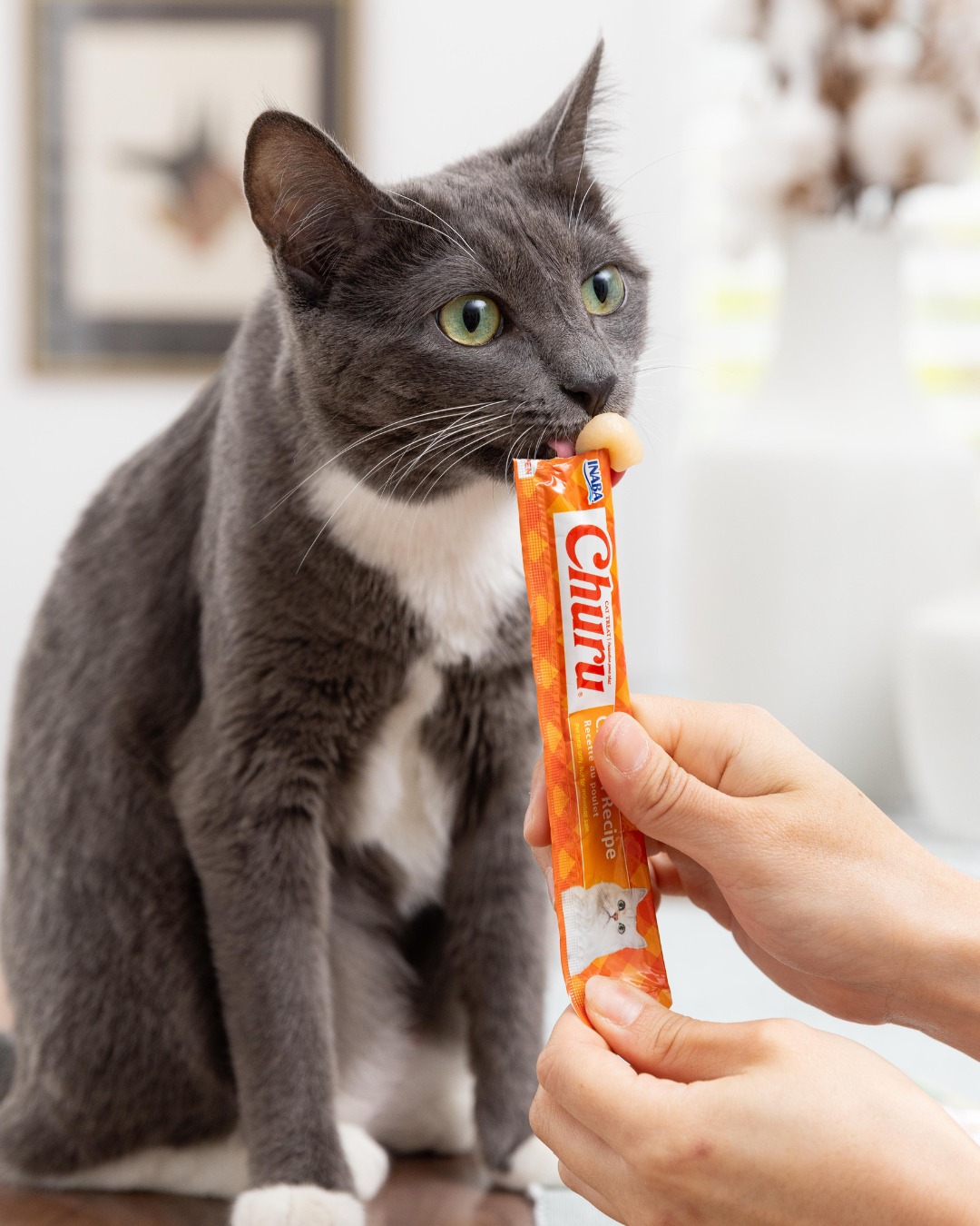 Straight from the tube = pure happiness đ»
INABA Churu PurĂ©es are creamy, irresistible, and perfect for treat time, bonding moments, or sneaky meds (we wonât tell đ).
Once they try Churu⊠thereâs no going back đŸ
Does your cat go crazy for Churu too?
đ Treat your cat to Churu today.
#Churu #InabaChuru #ChuruPuree #CatTreats