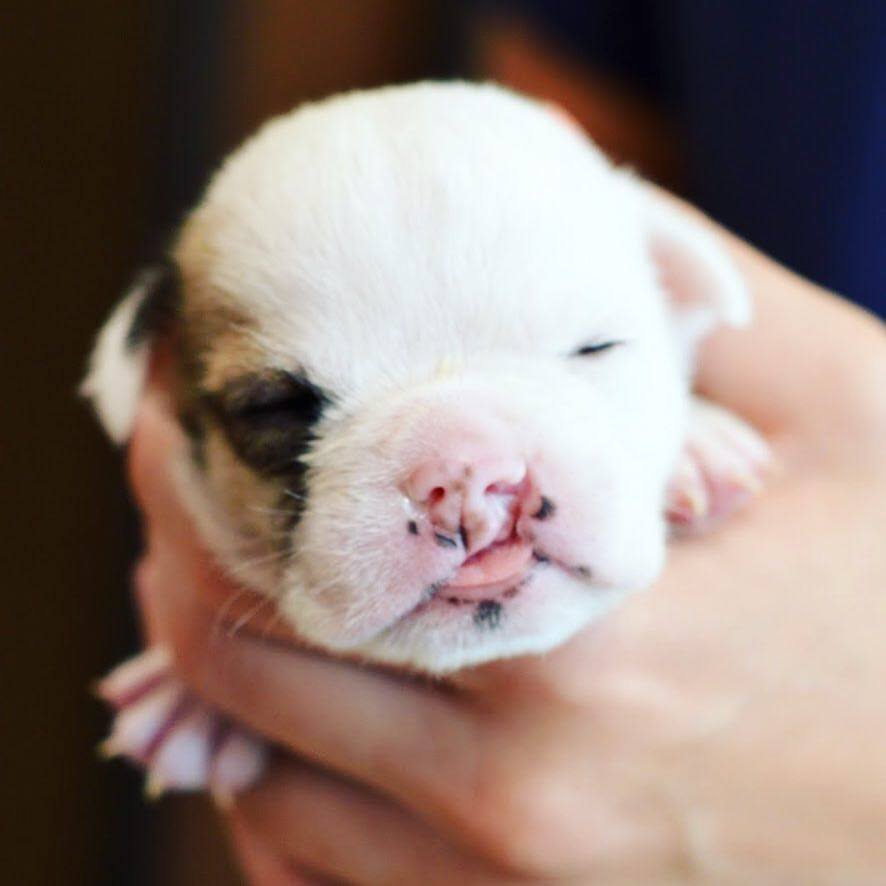 Today is National Change a Pet’s Life Day — and at Mission Animal Hospital, that’s what we do every single day.
From same-day urgent surgeries to chronic care, from unexpected injuries to long‑term healing, pets and their families come to us in their most vulnerable moments. And because of supporters like you, they leave with hope, comfort, and a second chance.
When you support Mission, you’re not just helping a pet —
you’re keeping a family together.
💛 Change a pet’s life today: https://donate.missionah.org/a/donate-now (Link in Bio)