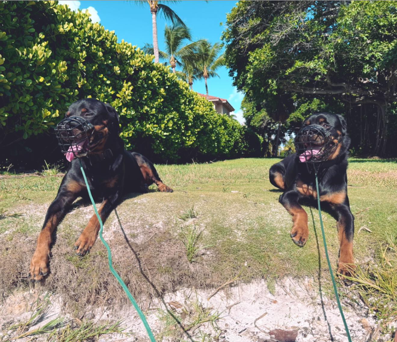 Happy New Year from my RotNDogs to
Yours! 🐾 ✨ 💚
#RotNDog #RotNDogTraining #dogtrainer #dogtraining #dogbehavior #soflo #palmbeach #broward #puppies #puppytraining #gooddog #goodpuppy #obedience #aggression #fear #anxiety #behavior #training #muzzle #adopt #rescue #shelterdogs #dogswhobite