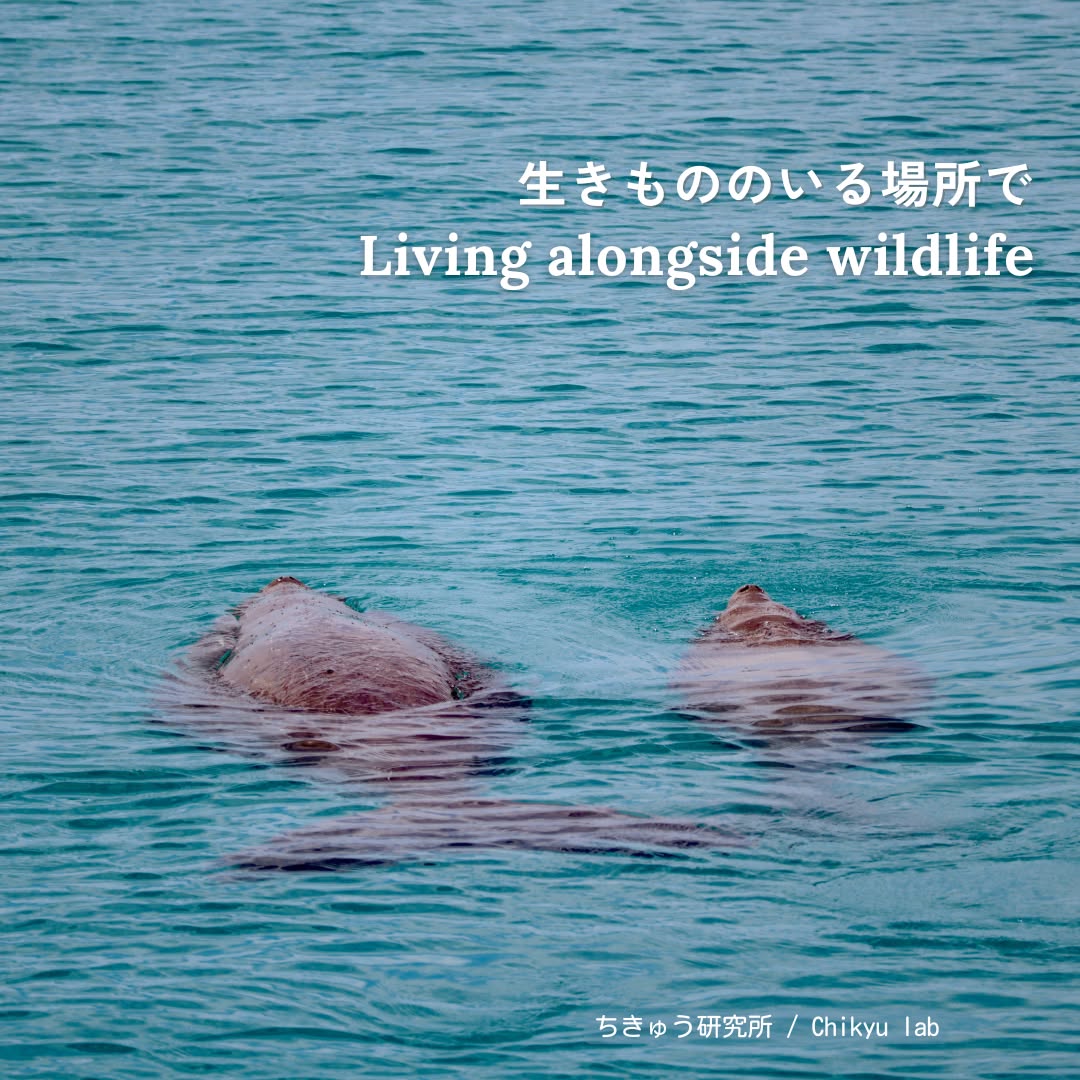生きもののそばで
Living alongside wildlife
これまで、
ジュゴンやマナティーをはじめとする
生きものたちについて、
調査や研究、そして環境教育の視点から
このアカウントで発信してきました。
生きものを取り巻く環境は、
あまり楽観できるものではありません。
それでも、こうして多くの方が関心を寄せ、
知ろうとしてくれていることに勇気づけられ、
前向きな気持ちで、楽しく活動を続けることができています😁
今年は宮古島に拠点を移し、
毎日、生きものたちとの出会いの中で暮らしています。
雨の日に出会ったカタツムリや、
道ばたで見かけたナナフシ。
そんな小さな出会いの積み重ねが、
生きものとともに生きている実感につながっています☀️
私が環境教育の中で大切にしているのは、
知ること、考えること、対話すること、
そして行動することです。
研究や教育、対話の場を通して、
生きものと一緒に生きていくための情報を共有しながら、
これからも発信を続けていきます。
Seeing so many people show interest
and want to learn more truly encourages me!
It allows me to continue my work
with a positive and joyful spirit.
==
Profile
菊池夢美
海洋生物学者。
マナティーを対象にバイオロギング研究を行い、
現在は沖縄のジュゴン調査に向けて準備中。
科学的な情報を環境教育に生かし、
人と生きもののよりよい関係を考えています。
Mumi Kikuchi、PhD
Marine biologist.
Conducting biologging research on manatees,
and currently preparing for dugong research in Okinawa.
I apply scientific knowledge to environmental education
to explore better relationships between people and wildlife.
1枚目の写真:オーストラリアの野生ジュゴン(©︎ Rikiya Takahashi)
2枚目の写真:イベント(海牛祭り@鳥羽水族館)の様子
#ジュゴン #生物多様性 #宮古島 #エコツアー #生物多様性保全 #環境教育
#dugong #miyakojima #biodiversity #sciencecommunication #okinawa #miyakoisland #ecotourism #ecotour