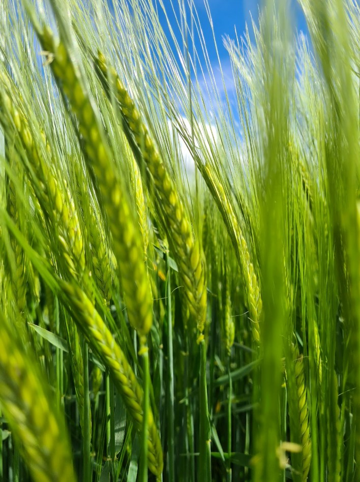 🌾 BIANCA LANCIA – Grano Tenero Semetica
Una varietà che unisce precocità, resistenza e produttività, ideale per chi cerca stabilità e performance nei diversi areali di coltivazione.
Caratteristiche agronomiche principali:
• Precocità
• Resistenza al freddo
• Pianta di taglia media con ottima tolleranza all’allettamento
• Pianta resistente a tutte le principali patologie
Valore agronomico:
✔️ Accestimento elevato
✔️ Ottima fertilità della spiga
✔️ Buon peso specifico
✔️ Peso mille semi buono
✔️ Elevata produttività e ampia adattabilità
📲 Scopri di più su www.semetica.it
CATALOGO 2025 👉 https://lc.cx/os7kBN
#Semetica #Agricoltura #GranoTenero #BiancaLancia #Cereali #Innovazione #Campagna2025 #SementiItaliane