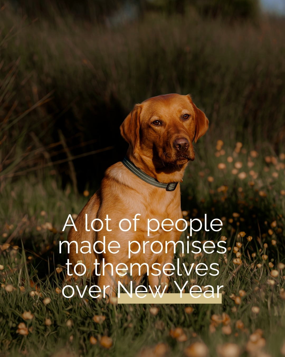 January often starts with good intentions.
More walks. More time outside. More moments that slow everything down.
For so many families, dogs sit right at the centre of those promises. They are there for the early mornings, the quiet paths, the routines that gently shape our days. These moments feel ordinary now, but they are the ones you miss later.
I'm a pet photographer based in Portishead, Bristol, I photograph dogs in a calm, natural way, usually outdoors, letting them just be themselves. No pressure, no forced poses. Just honest images of who they are and the life you share with them.
If this feels like the year you want to document that bond properly, you are probably already thinking about it for a reason.
If you would like to talk about a pet photography session in or around Portishead and Bristol, feel free to comment or send me a message and we can chat it through.