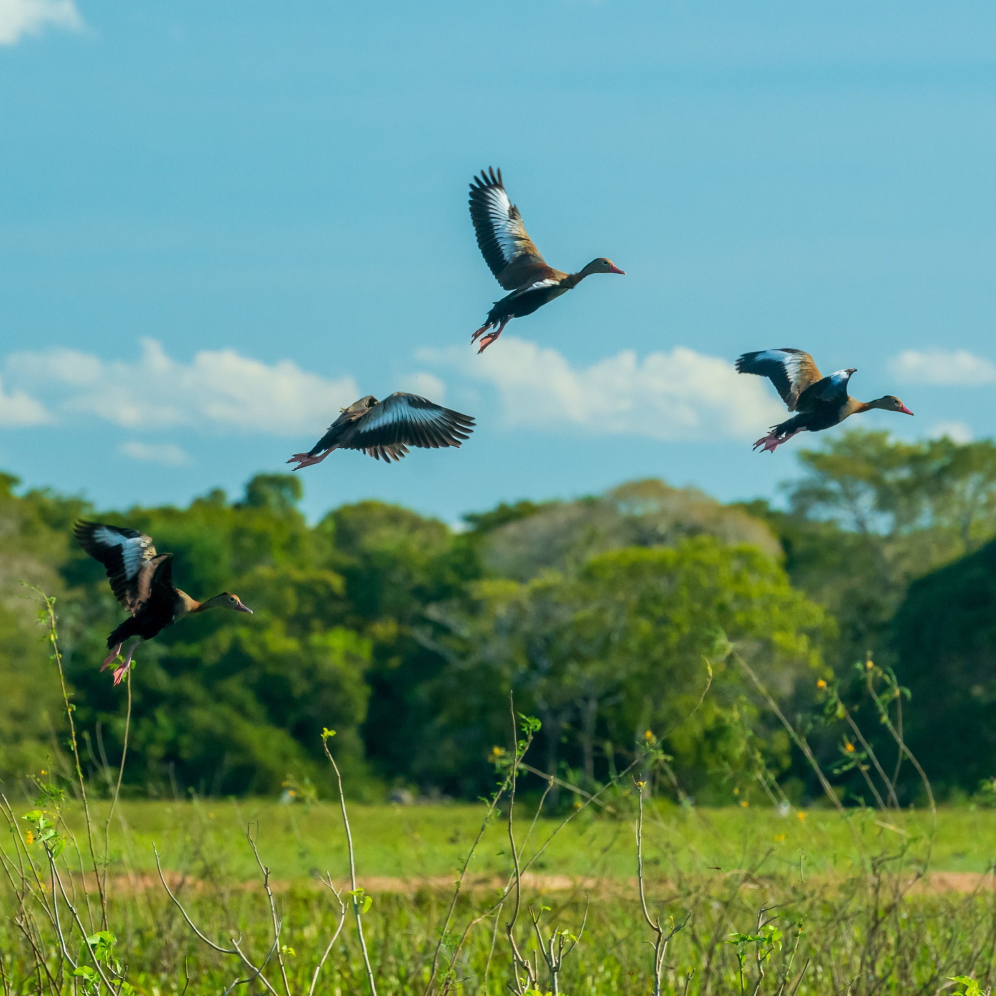 𝗢 𝗣𝗮𝗻𝘁𝗮𝗻𝗮𝗹 𝗰𝗵𝗮𝗺𝗮 𝗽𝗼𝗿 𝘀𝗶: 𝗣𝗿𝗼𝗻𝘁𝗼 𝗽𝗮𝗿𝗮 𝗼 𝗰𝗼𝗿𝗮çã𝗼 𝘀𝗲𝗹𝘃𝗮𝗴𝗲𝗺 𝗱𝗼 𝗕𝗿𝗮𝘀𝗶𝗹? 🇧🇷
Já imaginou a emoção de avistar a majestosa Onça-Pintada no seu estado mais puro e selvagem? Esta não é apenas uma viagem, é uma expedição de imersão total no Pantanal Sul-Mato-Grossense, um santuário de biodiversidade onde a natureza dita as regras.
O que o espera nesta aventura:
📸 Safari fotográfico: Oportunidades únicas para captar araras, jacarés e a vida selvagem.
🌅 Cenários épicos: Pores-do-sol onde o céu e a água se tornam um só.
🌎 Acompanhamento especializado: Acompanhamento especializado para uma conexão profunda com o ecossistema.
✨ Vagas Limitadas: Privilegiamos grupos pequenos para uma experiência autêntica, segura e personalizada.
🔗 𝗖𝗼𝗺𝗼 𝗿𝗲𝘀𝗲𝗿𝘃𝗮𝗿? 𝗢 𝗹𝗶𝗻𝗸 𝗱𝗶𝗿𝗲𝘁𝗼 𝗲𝘀𝘁á 𝗻𝗮 𝗻𝗼𝘀𝘀𝗮 𝗕𝗜𝗢!
🐆 𝗩𝗮𝗺𝗼𝘀 𝗲𝘅𝗽𝗹𝗼𝗿𝗮𝗿 𝗼 𝗹𝗮𝗱𝗼 𝗺𝗮𝗶𝘀 𝘀𝗲𝗹𝘃𝗮𝗴𝗲𝗺 𝗱𝗼 𝗺𝘂𝗻𝗱𝗼?
#Naturgift #Pantanal #BrasilSelvagem #EcoTurismo #NaturePhotography #OnçaPintada #ViagensDeAventura #DestinosIncriveis #WildlifePortugal