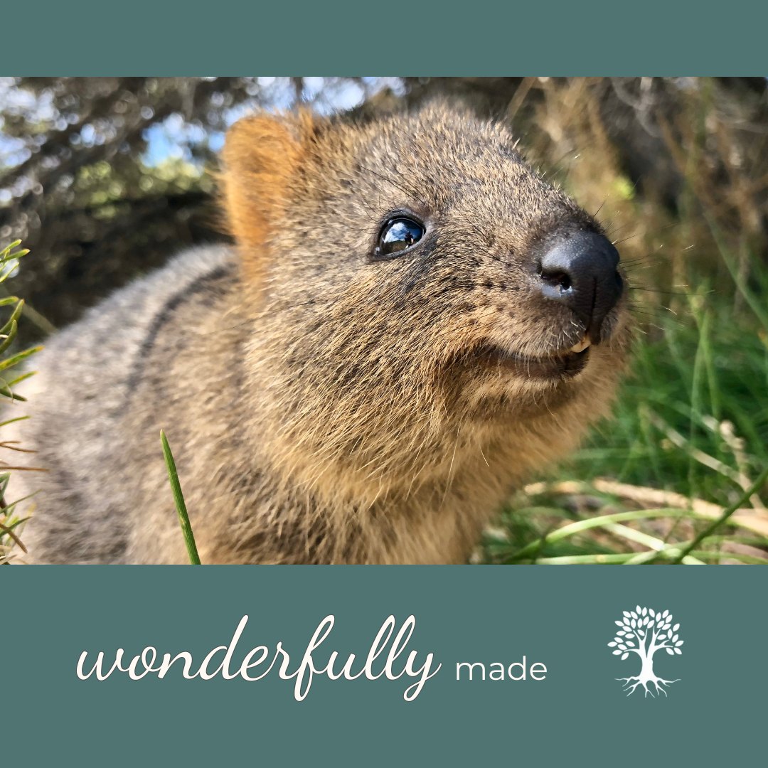 Look at that face! There’s something about the quokka that just evokes joy and delight.
But Scripture reminds us something even more beautiful:
You are fearfully and wonderfully made. You are created with intention, care, and love by God.
When insecurity or comparison creeps in, let this truth settle in your heart:
You are His beloved creation.
“I praise You because I am fearfully and wonderfully made.”
Psalm 139:14
#FearfullyAndWonderfullyMade #GodsCreation #JoyInTheLord
#FaithEncouragement #ChristianCounseling #RootedHopeCounseling
#ScriptureForToday #IdentityInChrist #YouAreLoved