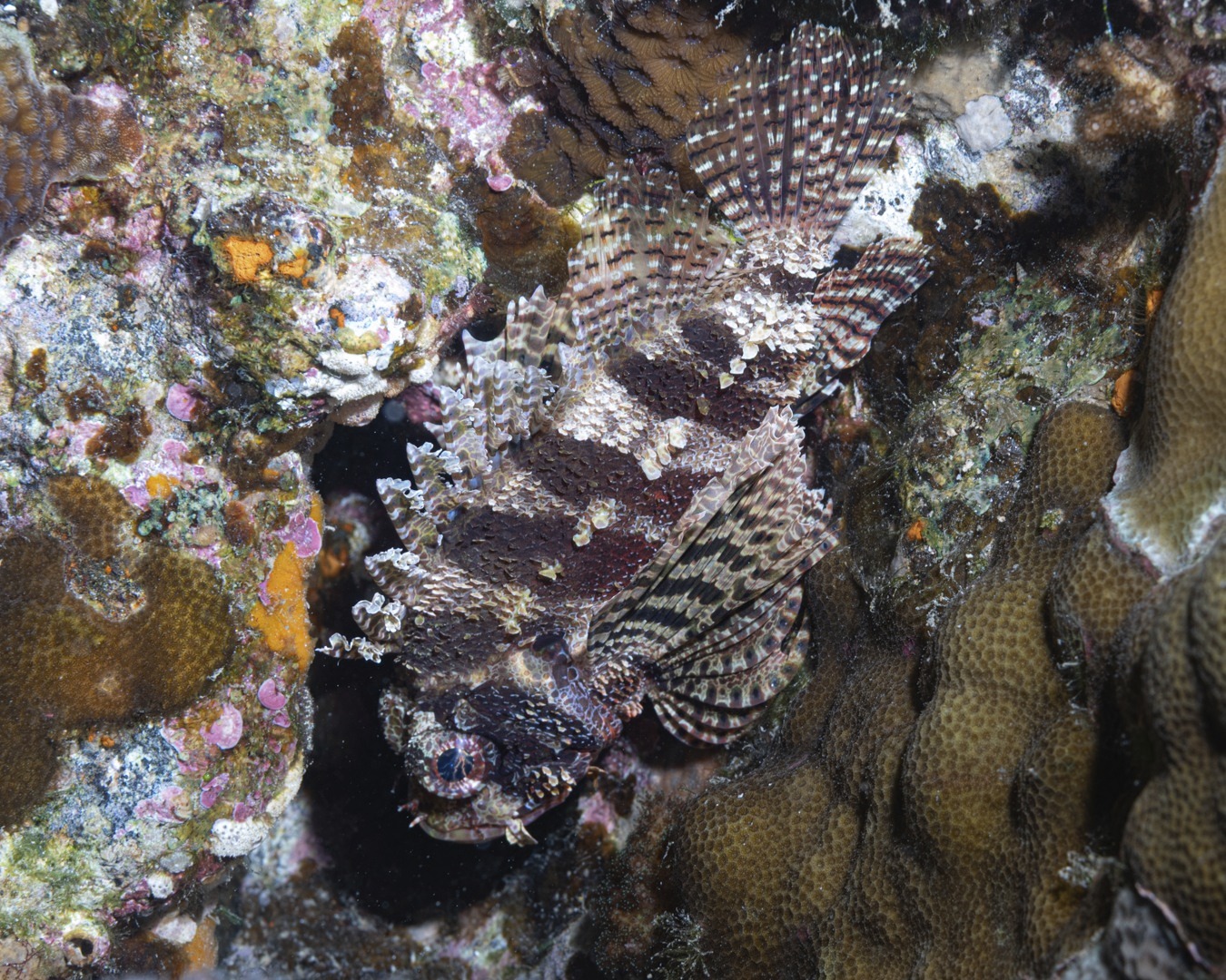 ๐๐ก๐จ๐ซ๐ญ๐๐ข๐ง ๐๐ข๐จ๐ง๐๐ข๐ฌ๐ก ๐จ๐ง ๐ญ๐ก๐ ๐๐๐๐
These beautiful Dendrochirus brachypterus are regulars at Spot X โ always tucked deep in the rocks and coral, perfectly camouflaged and far more reserved than their flamboyant red lionfish neighbours.
A quiet little reef resident, easy to miss unless you slow right down.
๐ธ Photos by John Warmington
๐ Havannah Harbour, Vanuatu
#VanuatuMoments #DiveVanuatu #KarmaWatersVanuatu #ReefLife #UnderwaterPhotography