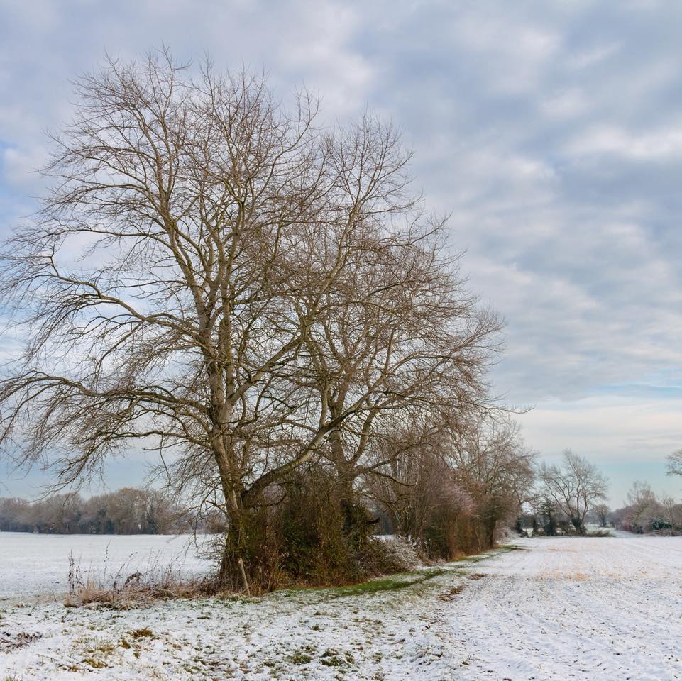 Silver Birch in Winter Landscape
#printsforyourhome #printsforsalebyartist #treesofinstagram #cotswoldslife #cotswolds #countrysidewalks #winterwonderland #winter #oxfordshire #visitthecotswolds #experienceoxfordshire #thecotswolds #cotswoldsuk #wintervibes #snowday #snowfall #countrylife #countryside #january #winternature #coasters #mugs #discovercotswolds #fortheloveoftrees #countrysideviews #cotswoldsviews #printsforsale #countrysidelife #printsforsale #photosofengland