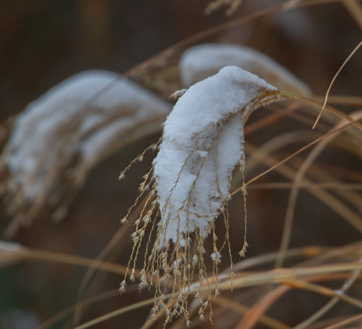Snow NY 122725. #snow #christmaslights #grinch