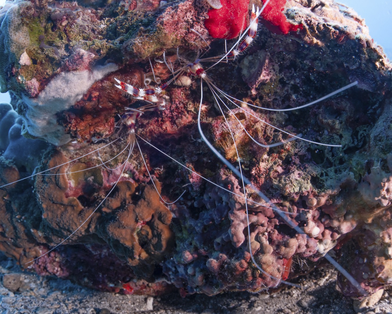 ๐๐๐ง๐๐๐ ๐๐จ๐ซ๐๐ฅ ๐๐ก๐ซ๐ข๐ฆ๐ฉ โ ๐๐จ๐ซ๐ ๐๐ก๐๐ง ๐ ๐๐๐๐ซ๐จ ๐๐ฎ๐๐ฃ๐๐๐ญ ๐ฆ
These striking Banded Coral Shrimp (Stenopus hispidus) are usually photographed tight and close โ all antennae and attitude. This time, we stepped back. By using a wide-angle lens, we wanted to show context: the coral rubble, the sponges, the overhangs.
Banded coral shrimp are often seen during the day, tucked under ledges with those unmistakable white antennae waving like signals. At night, though, they become far more active, venturing out to clean and interact with the reefs other dwellers.
Itโs a good reminder that even familiar critters have a much bigger story when you look beyond the portrait.
๐ธ John Warmington
Links in Bio
#VanuatuMoments #DiveVanuatu #KarmaWatersVanuatu #ReefLife #UnderwaterDiscovery