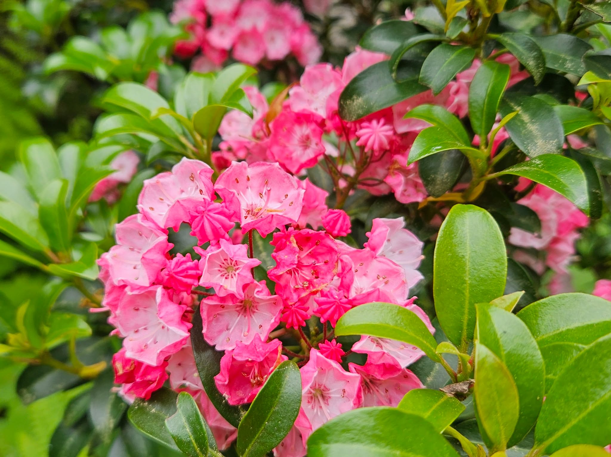 Thoughtful design starts with native plants! Dwarf mountain laurel (Kalmia latifolia ‘Sarah’), offers glossy evergreen foliage and intricate pink spring blooms, all in a compact form perfect for shaded landscapes. Native plants like this one require less maintenance because they are adapted to local conditions. What this means for you is less water and greater resilience, all while supporting pollinators and local ecosystems. A win-win! 🌸
.
.
.
.
.
#NativePlants #MountainLaurel #KalmiaLatifolia #EcoFriendlyLandscapes #SustainableGardens #ShadeGarden #EvergreenShrub #PollinatorFriendly #LandscapeDesign #PlantWithPurpose #AngieVergeLandscapeDesign