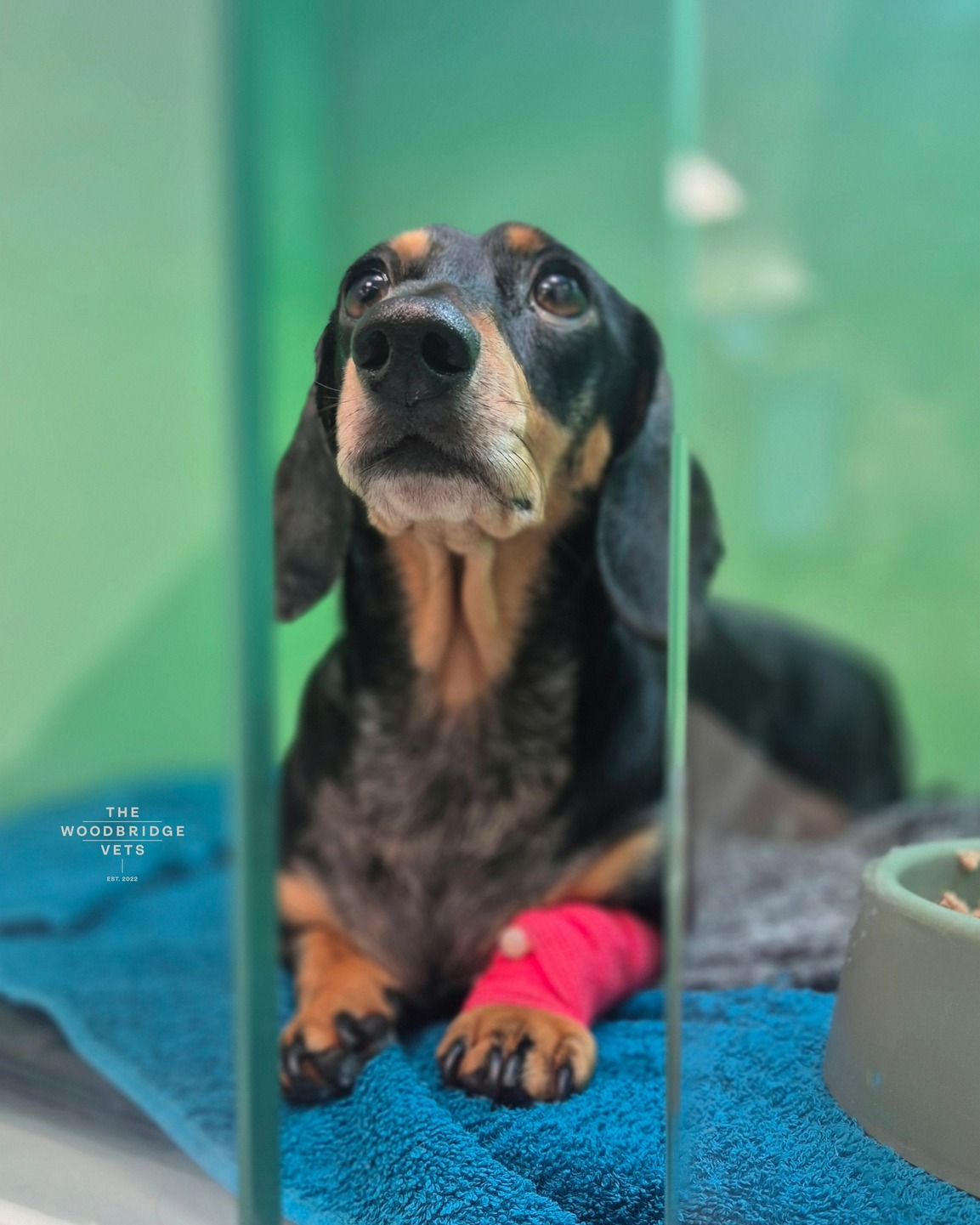 Meet the adorable miniature Dachshund, Dora! At almost 3 years old, she came in for a routine dental check-up and a thorough scale & polish to keep her smile shining bright! 🐾
The best news? No extractions needed! Just a little tartar removal, a sparkling polish, and plenty of TLC from our vet Lizzie. Lizzie made sure Dora was comfy and relaxed every step of the way.
Dora walked out with a gorgeous clean smile and is ready to show off those pearly whites - and her big personality! 😁 We’re so happy she’s all set for another year of wagging tails, healthy teeth, and endless cuddles. A huge thank you to our incredible team for always giving our furry friends the best care! 🐾
#thewoodbridgevets #independentbusiness #independentpractice #veterinarypractice #dogs #cats #caninehealth #dentalhealth #dentalcare #veterinaryteam #suffolkvet #veterinarynurse #veterinaryprocedure #dachshund