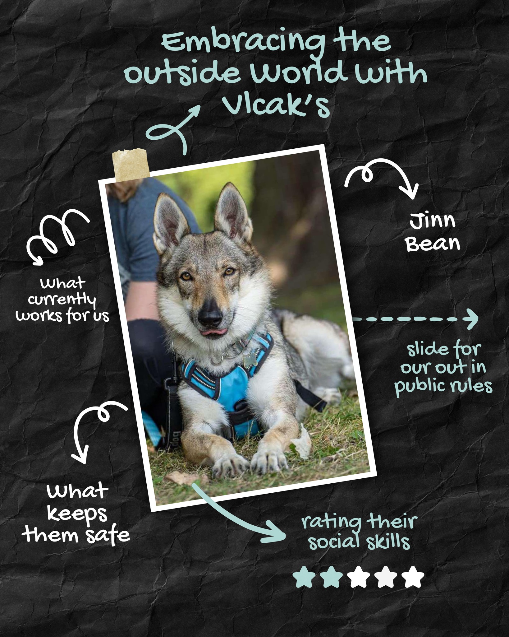 🐺 Living With Vlcaks — Away From Home Rules 🐺
Taking our Vlcaks out isn’t casual — it’s intentional, structured, and built on years of experience. Safety, focus, and calm leadership are our number one priority, no matter where we go.
From car rides to hikes, horse shows, fairs, craft markets, and pet expos:
• Cars = crates or secured, exits permission-only
• Vests always worn, prong collars used responsibly
• 4 dogs at a time, always leashed and working
• NO dog parks, EVER! No strange dogs, off-leash only at home/farm
• Hikes = leash, long enough to explore, heel for off-leash dogs
• No barking back, no reacting, all focus on handler
• People meet dogs on the dogs terms
• Rewards for check-ins and calm behavior
• Controlled exposure to new places and experiences keeps them confident
Zuzi is cute, Rye is cautious — rules apply to all...
#lifewithvlcaks #ourrules #czechoslovakianvlack #Vlcak #czcanvlcaks #czechoslovakianwolfdog
Structure outside the home isn’t restriction — it’s how we keep our Vlcaks safe, confident, and thriving.