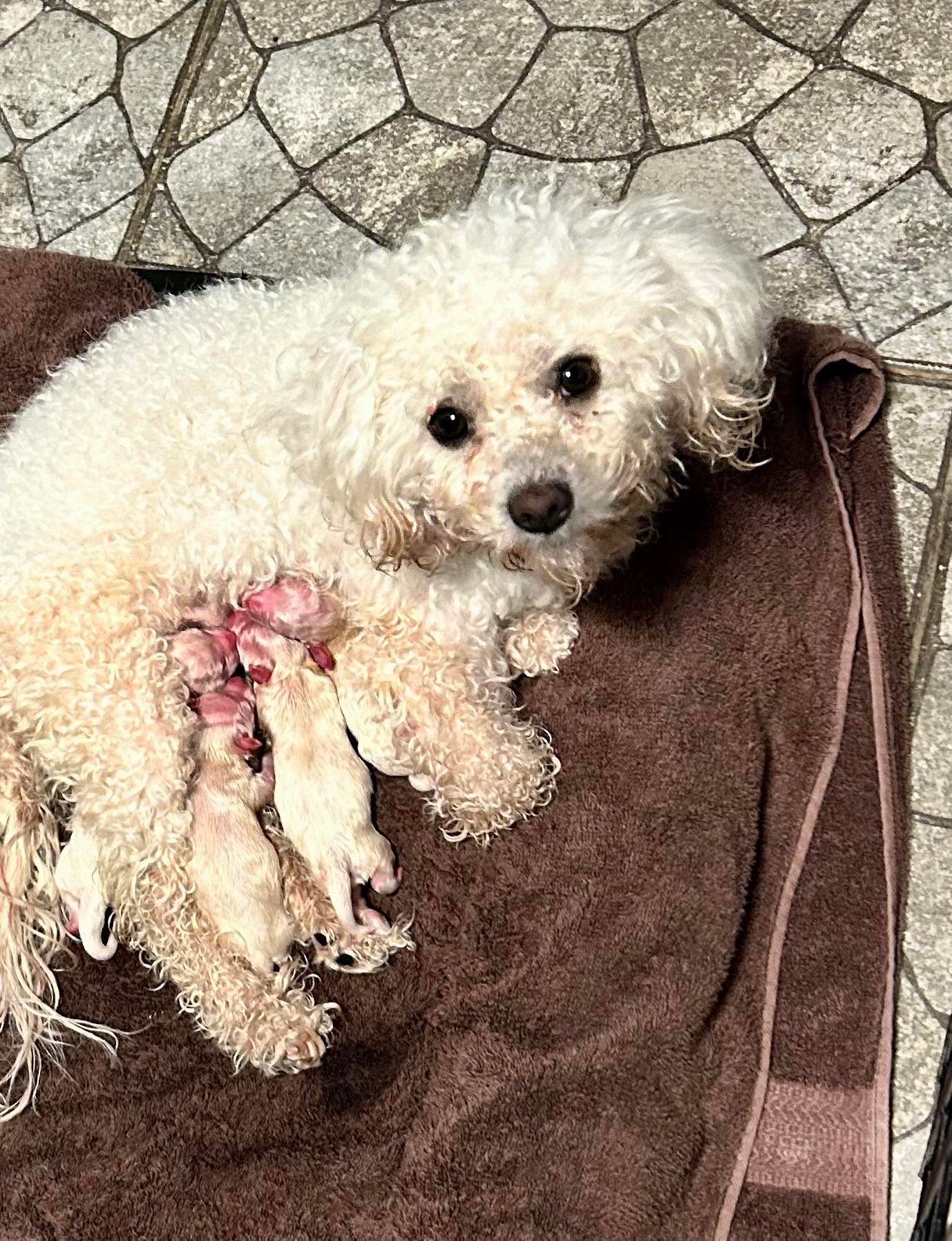 Lucia y sus 5 ternuras 🤗