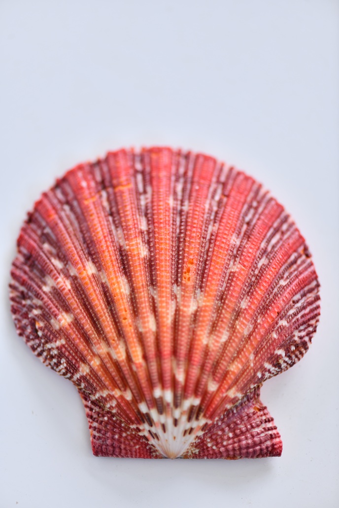 Every shell carries a story โ shaped by distant tides, whispered by oceans, and carried across time.
At World of Seashells, each curve and colour is a reminder of journeys beneath the waves and the quiet beauty the sea leaves behind.
Come closer, listen carefully, and discover the stories the ocean has written.
#ShellWithAStory #OceanStories #WhispersOfTheSea #StoriesOfTheSea #naturenarrative
Book Now:
โ: 623 7984
โ: reservations@worldofseashells.mu