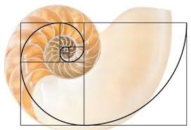 ðð¢ð ð²ðšð® ð€ð§ðšð°?
Many seashells grow in a special spiral called the Fibonacci sequence! ðð
This means that each new part of the shell is formed in a pattern thatâs perfectly balanced and beautifully harmonious â natureâs own way of creating magic.
At the World of Seashells, you can explore these amazing patterns up close and discover how math and nature come together to create wonders you can hold in your hand.
#worldofseashells #shells #africaslargestseashellscollection #fibonnaccisequence