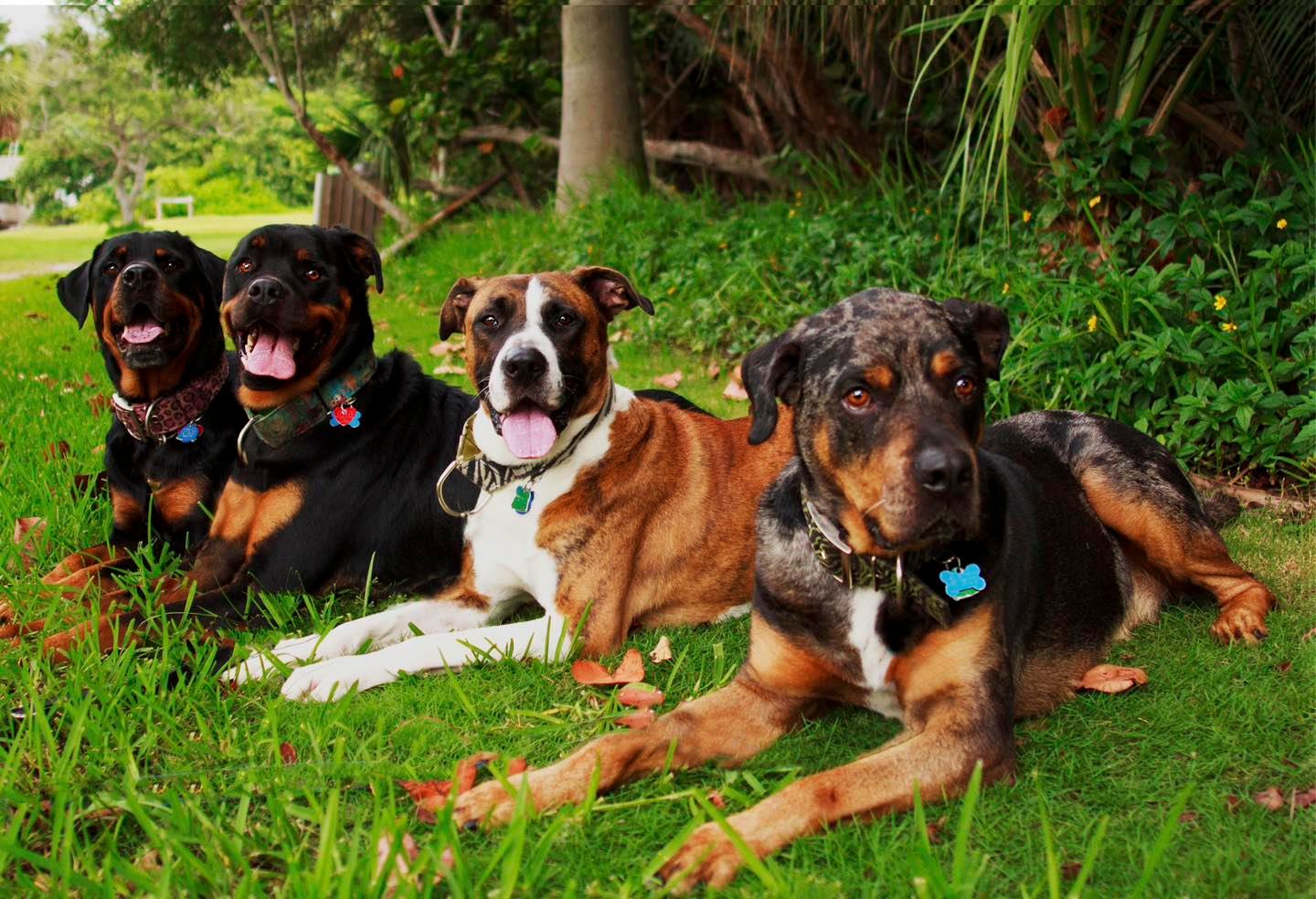 YES IT CAN HAPPEN TO YOUR DOGS, TOO… THE CASSANDRA EFFECT AND MULTI DOG HOUSEHOLDS
You might be following the story of a well known dog influencer and the tragedy she faced of losing three of her dogs in one incident. A quick summary of what occurred is that this person had 7 bull breeds living together. Lots of content online that I skimmed through made me uncomfortable in terms of proper multi dog household management (i.e. I saw a lot of red flags in their interactions, body language, and situational setups). This person boarded her dogs at a facility while she was on vacation. When three of the dogs were let out together, the youngest went in to attack one of the others, who then immediately had a heart attack and passed away. The third dog got in on it and the instigator severely damaged him, ultimately causing him to pass as well from his injuries. The instigator was observed to be staying in a heightened state of arousal and aggression post the incident and was then euthanized.
The sad part is, people tried to warn her of the risks involved with multi dog households, especially with her bull breeds and her same sex pairs. They tried to offer her advice. But she believed it would never happen to her. It’s incredibly difficult to SELL PREVENTION. I see it everyday in my line of work. No one wants to believe that it could happen to them. But yes, it can happen to your dogs too, if you are not careful - especially if you have large breeds, breeds predisposed to dog aggression, same sex pairs, and large groups living together. Housemates can absolutely fight even after living together “peacefully” for months to years.
I recently listened to the Modern Wisdom podcast titled “#1042 - Dr. Andrew Huberman - How to Reclaim Your Brain in 2026,” where the host, Chris Williamson interviews Andrew Huberman and they were discussing the “Cassandra Effect” which I had never heard of before...
Find the link in stories (and then highlights) to read the rest of the blog. 👆🏽