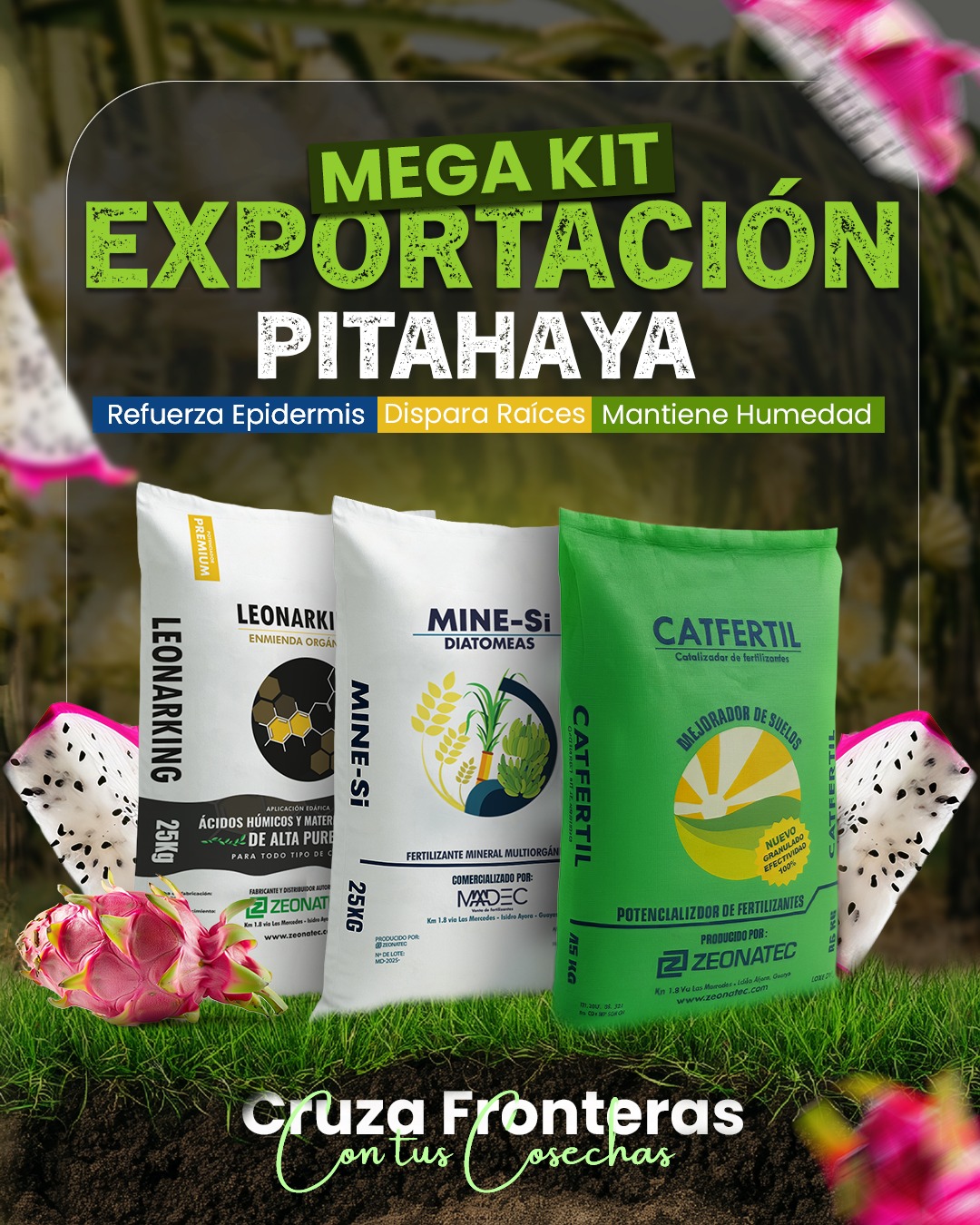 No es un fertilizante más. Es una estrategia completa de nutrición para llevar tu pitahaya a alto rendimiento y calidad de exportación.
🌱 Tres aliados, un solo objetivo:
✔️ Raíces más activas
✔️ Frutos más firmes y uniformes
✔️ Suelo vivo, estable y productivo
🟢 Mine-Si fortalece la planta
🟢 Catfertil optimiza los nutrientes
🟢 Leonarking activa el suelo desde la raíz
📈 Más cuaje, mejor calibre y mayor vida postcosecha.
Así se construyen cosechas que cruzan fronteras.
📩 Escríbenos y arma tu kit según tu ciclo y tu suelo.