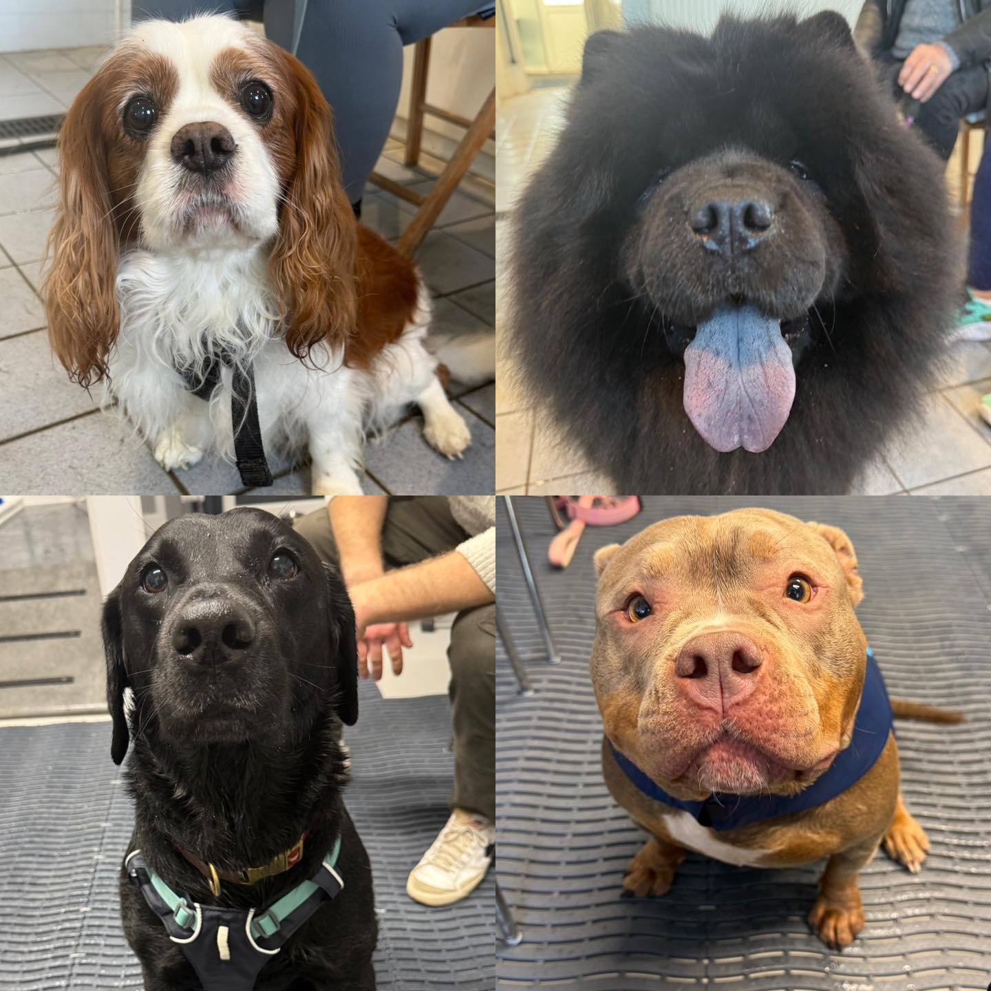 Please welcome all of the new faces that have started with us in the last couple of weeks. 🐶🦴
Ralph (King Charles Spaniel) Ataxia in HLS
Rosie (Chow Chow) Suspected HD and OA
Arlo (Labrador) Fitness
Stella (American Bully) Fitness
Gadget (Lurcher) Puppy fitness
Basil (Labrador) Puppy Fitness
Blaze (Collie x) OA
Gracie (Lhasapoo) Fitness
Lulu (GSD X Staffie X Rottie) Fitness
Bambi (West Highland Terrier) LH Femoral Head and Neck Excision
Reggie (Cocker Spaniel) Pain Mid Spine and Muscle Wastage RH
Lola (Italian Spinone) Fitness
Oreo (Border Collie) Right stifle (partial cruciate ligament tear)
Foxglove (Airedale Terrier) Left Tibia Fracture Surgery
Lily (English Springer Spaniel) Arthritic and Weight Loss
Rylee (Bulldog) Fitness