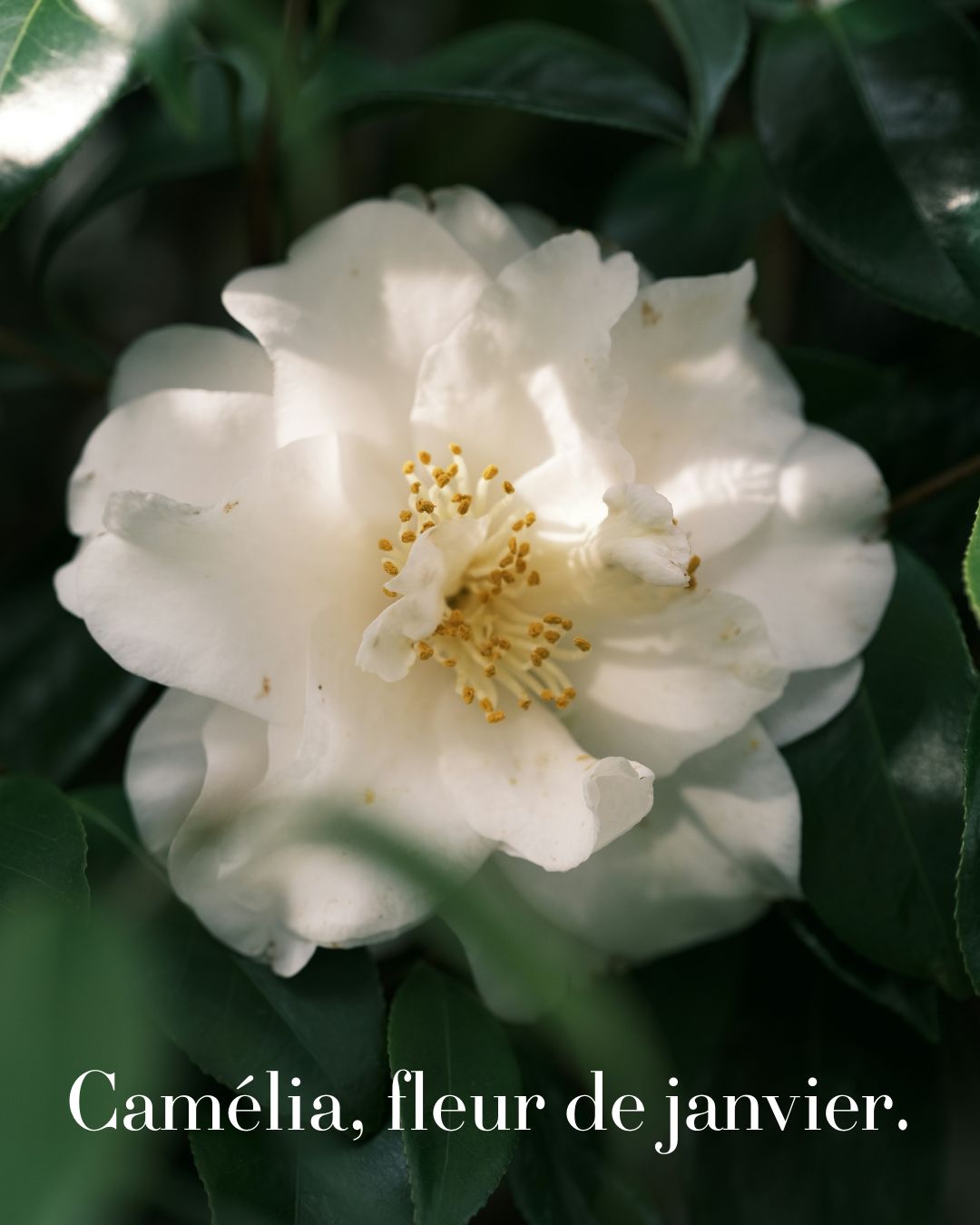 🪴 Plante du mois, elle symbolise la longevité, la fidélité et le bonheur !
Pour fêter la réouverture de la boutique les boutons du camélia star de la boutique se sont ouverts 😍
Prisée par Joséphine de Beauharnais, puis par Coco Chanel cette plante est également signe d'élégance!
#camelia #plantesDeJanvier #fleuristepau #orvegetal #artisanfleuriste