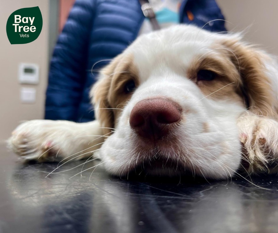 Guess the breed!
Can you guess what breed beautiful Lily is? Lily came in to see Amy for her second puppy vaccine and health check. She was such a good girl!🐾