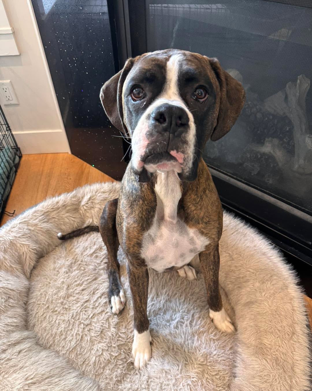 For everyone registered for the live intuitive pet reading scheduled on the seventh, I will be sending out the Zoom link later today. If you’re not registered, there’s still two hours to sign up. ❤️