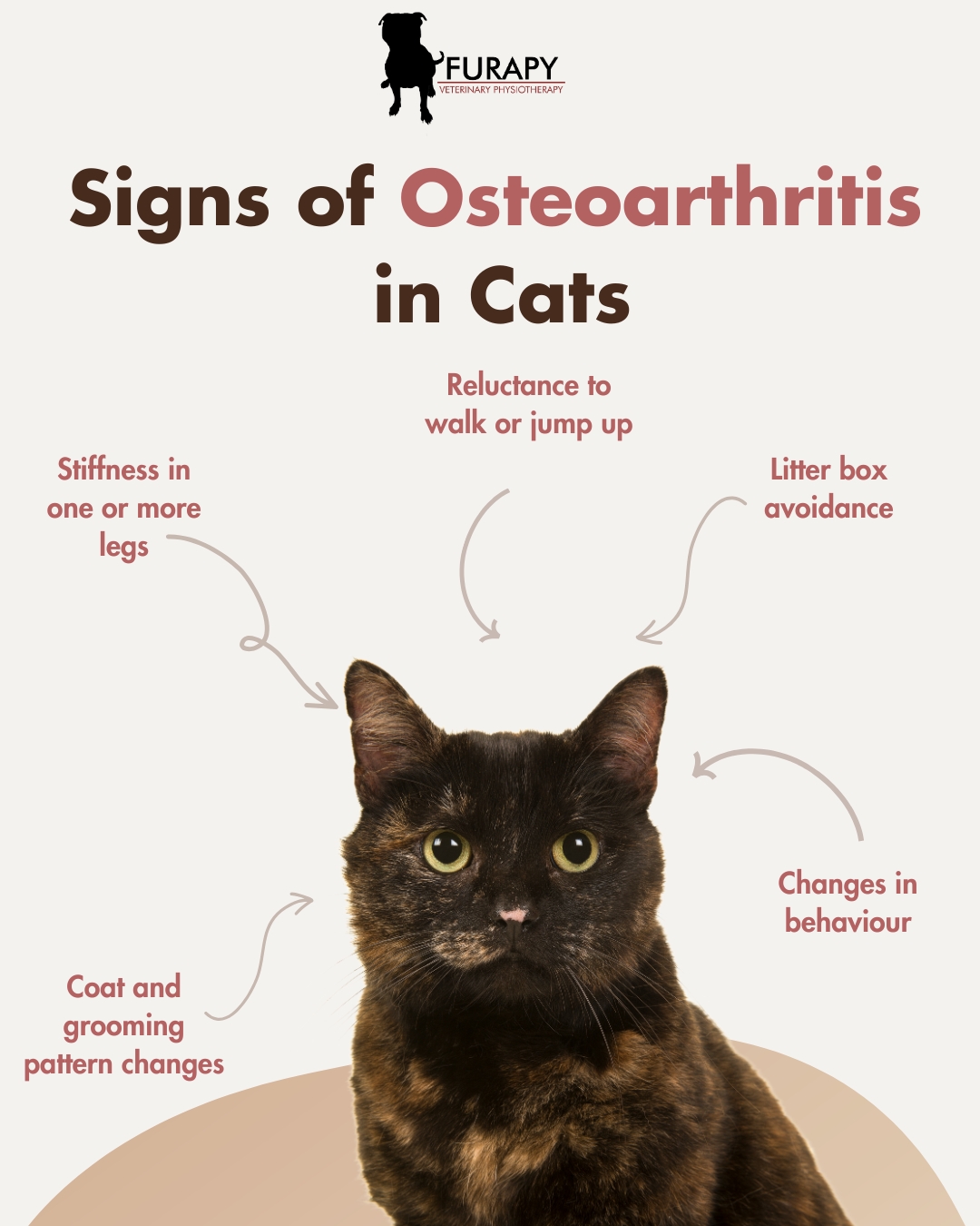 Can you spot the signs of Osteoarthritis in your cat?
Did you know that 40% of ALL cats show clinical signs of osteoarthritis? In the UK that's the equivalent of 4 million cats in the UK alone!
Although there is no cure for osteoarthritis, spotting the signs early and creating a plan can significantly slow down its progression and allow your cat to live more comfortably and mobile for as long as possible. Below are just a few of the signs to look for:
🐈Reluctance to walk or jump up: Is your cat spending more time calculating their jump, or avoiding certain lookout spots they used to love?
🐈Litter box avoidance: Has your cat been toileting in different areas of the house or had more accidents when getting out of bed?
🐈Changes to grooming patterns and coat condition: Is your cat's coat more matted? Are they struggling to groom themselves?
🐈Stiffness in one or more legs: Has your cat been showing signs of stiffness when getting up and down after a long rest? Have they had any episodes of limping?
🐈Changes in behaviour: Has your cat been more reluctant to be touched? Are they spending more time hidden away or less tolerant of other cats? Are they sleeping more than they used to?
If the answer to any of these signs is yes, the first step is to speak to your vet about pain relief options and physiotherapy. Physiotherapy alongside vet care can help your cat remain comfortable, mobile and as strong as possible to slow down any further joint degeneration.
If you would like to find out more about helping your cat, pop us a message or visit us at www.furapy.uk 🐾