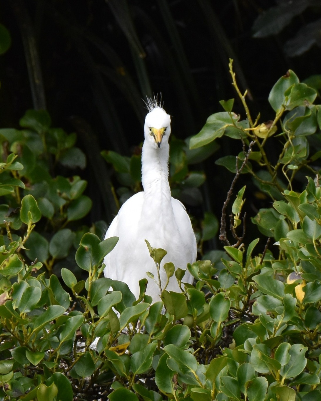 A few snaps of some gorgeous Kōtuku chicks at the nesting site yesterday 😍
If you're holidaying on the South Island's West Coast, we invite you to visit NZ's only White Heron nesting site, located in the beautiful Waitangiroto Nature Reserve 🥰
#whiteherons #kōtukuchicks #whiteheronsanctuary #whiteherontours #waitangirotonaturereserve #westcoastsouthisland #nzbirds #birdsnz #birdingnz #birdsanctuary #wildlifephotographer #naturephotography #wildlifenz #naturenz #birdsandnaturetours #conservationnz #predatorfreenz #whataroa #franzjosef #westcoastsouthisland