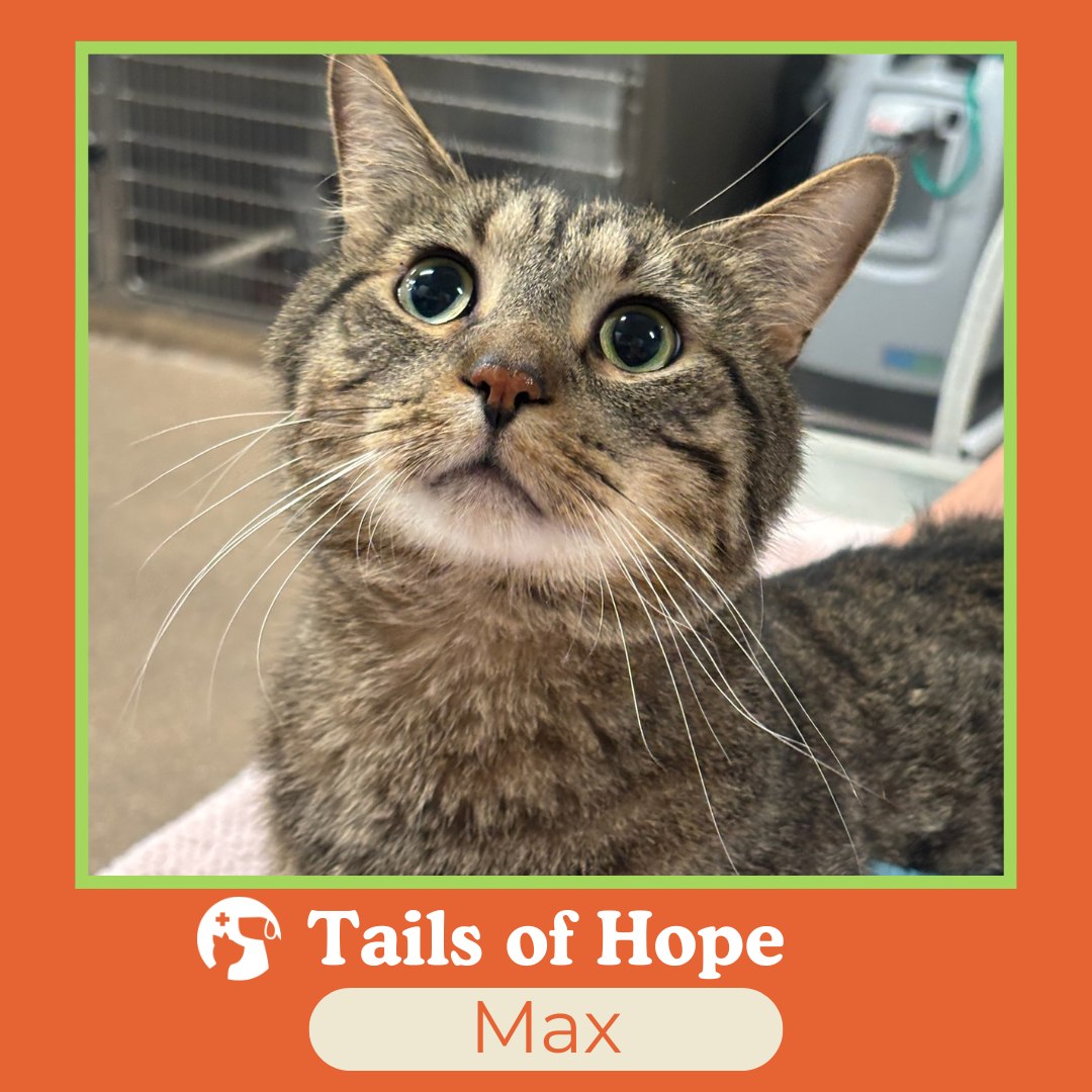 Max was in pain. He was straining to urinate, passing only small amounts of bloody urine. His family had seen this before. Just weeks earlier, Max had survived a urinary obstruction thanks to emergency catheterization. Now, it was happening again.
Panic set in.
A urinary obstruction in a cat – often called a “blocked cat” means that a cat can’t urinate and it is a true medical emergency. This most often happens in male cats, when tiny crystals or stones clump together to block the urethra (the tube that carries urine out of the body).
When a cat is blocked, urine can build up in the bladder and can’t get out. Toxins build up in the body, and if not treated right away, it can become life-threatening.
Stress plays a big role in why cats can get “blocked.” Stress, including changes at home, new pets or visitors, or even different routines, can trigger inflammation in the urinary tract that makes blockages more likely.
With a cross-country move to Oklahoma just months away for Max’s family, the cost of another emergency visit felt overwhelming. But Max wasn’t just a pet. He was family. Giving up wasn’t an option.
That’s when Mission Animal Hospital stepped in.
Max was admitted to Urgent Care, where our team evaluated him. They were able to flush out the blockage, provide treatment, and monitor his kidney levels over the next two days. Slowly, Max began to recover.
And finally—he was ready to go home.
Today, Max is healing. He’s back to being the curious, affectionate companion his family adores. And thanks to Mission, he didn’t have to suffer—or be left behind.
Because when we say yes to care, we’re saying yes to keeping families whole.