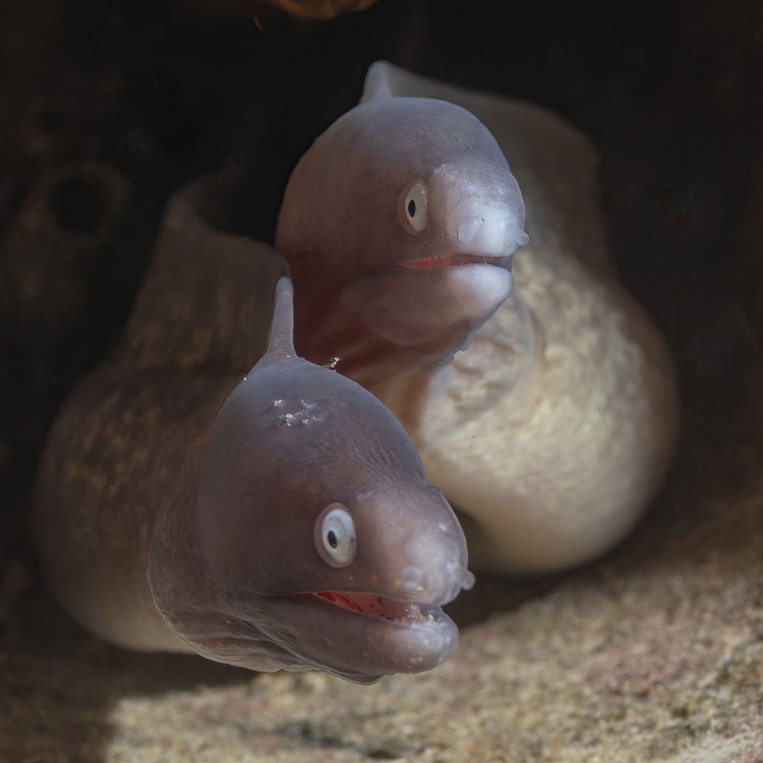 ๐๐๐๐๐๐ ๐๐๐ ๐๐๐๐๐๐๐ - ๐๐ฐ๐ข๐ง ๐๐ก๐ข๐ญ๐ ๐๐ฒ๐๐ ๐ฆ๐จ๐ซ๐๐ฒ๐ฌ (๐๐ฒ๐ฆ๐ง๐จ๐ญ๐ก๐จ๐ซ๐๐ฑ ๐ญ๐ก๐ฒ๐ซ๐ฌ๐จ๐ข๐๐๐ฎ๐ฌ)
It is not on uncommon for us to see multiple individual white eyed morays during a dive, especially at Spot X. There is one paid of concrete blocks with tubes though them that these beautiful small morays love to live and around โ often we just see just a head with bright white eyes poking out under the block.
But on a recent dive two of the se morays were in the โtubeโ at the same time and simply stayed there for a photo shoot!. Lucky us!
Every time we dive at this spot we see knew things โ it is something we constantly look forward to!
Will you join us and discover some of Vanuatuโs magnificent marine macro life?
๐ธ John Warmington
๐๐๐.๐ฐ๐ฟ๐ถ๐๐๐ฒ๐ฟ๐๐ฝ๐ผ๐๐๐ฒ๐ฟ.๐ฐ๐ผ๐บ
๐ต๐๐๐ฝ๐://๐ฎ๐ถ๐ฟ๐ฏ๐ป๐ฏ.๐ฐ๐ผ๐บ/๐ต/๐ธ๐ฎ๐ฟ๐บ๐ฎ๐๐ฎ๐๐ฒ๐ฟ๐
#UnderwaterPhotography #VanuatuMoments #DiveVanuatu #KarmaWatersVanuatu #Moray