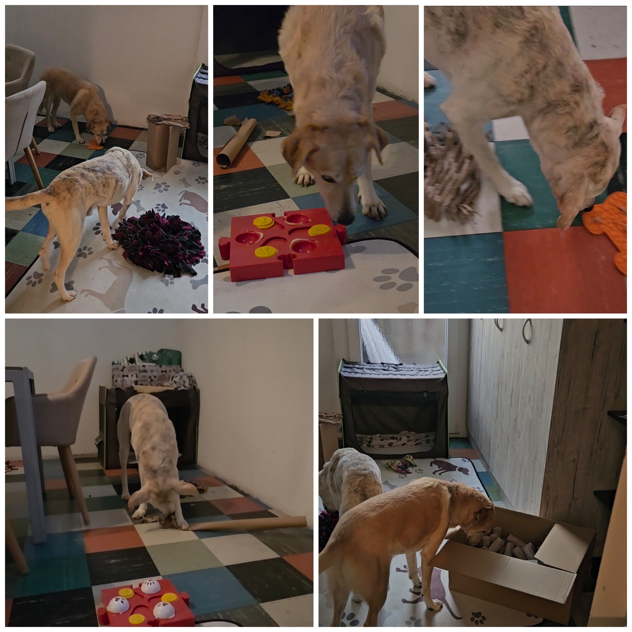 Ich werde oft gefragt,
wie man Hunde sinnvoll beschäftigen kann –
ohne sie zu überfordern.
Meine Antwort ist fast immer:
weniger machen, mehr zulassen.
Genau solche Impulse sammle ich im
Pfotenimpuls der Woche 🐾
für Menschen, die ihren Hund wirklich lesen wollen.
Wenn dich das anspricht,
bist du herzlich eingeladen mit dabei zu sein.
Auf meiner Website wartet ein kleiner Willkommens-Impuls 🐾
Wenn du magst, kannst du dort den Pfotenimpuls der Woche erhalten –
kurze Gedanken für einen entspannten Hundealltag.
Lass dich einfach überraschen 💛
Du findest du den Anmelde-Link in der Bio / in den Kommentaren.
#pfotenimpulsderwoche #hundeliebe
#hundemenschen #hundeinspiration
#mentalestimulation #entspannterhund