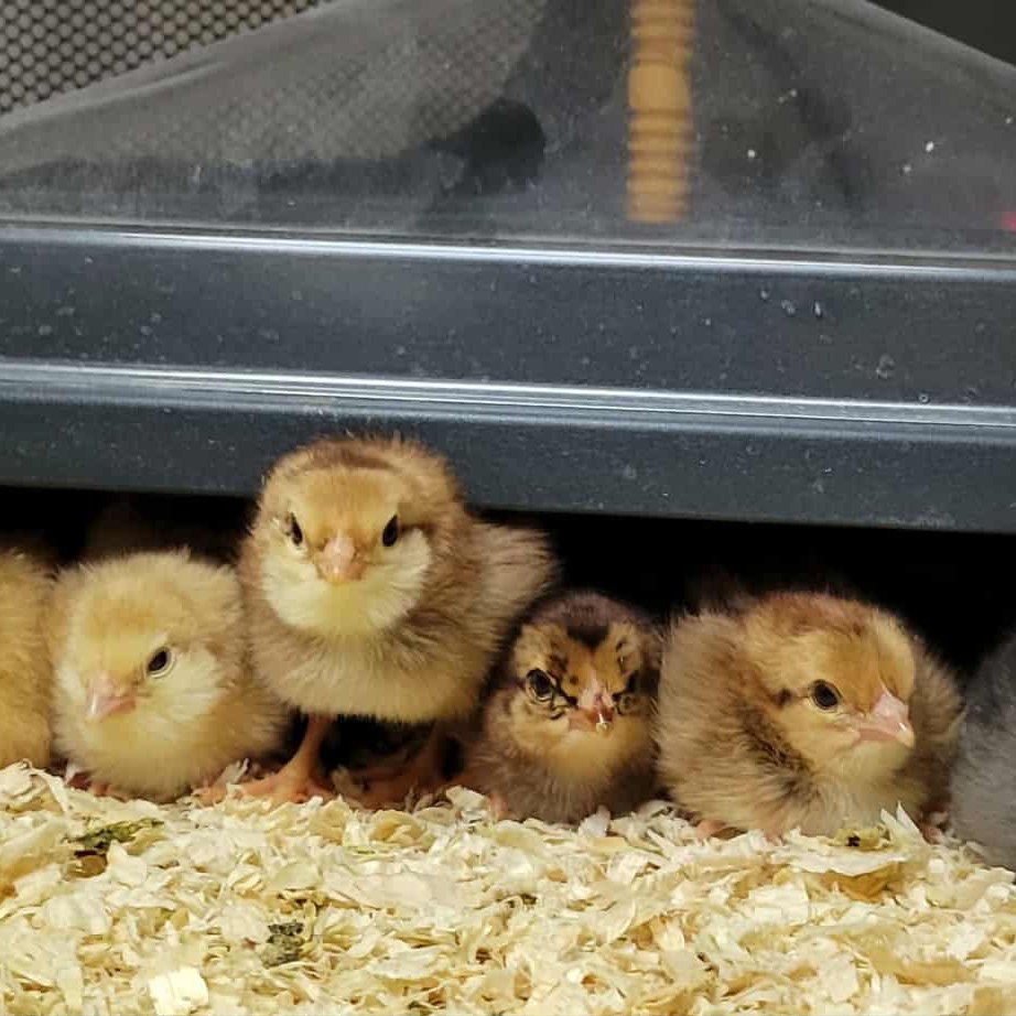 I'm seeing so many folks already firing up thier incubators, and to be honest, it's giving me FOMO. Would anyone be interested in heavily discounted mid-February chicks if I set a small batch?
My plan was to start later this year due to some work commitments coming up, but with a counter full of eggs, I'm thinking I might squeeze in an early hatch.
These will likely be available as pre-paid only to hold your spot, but expect 50% or more of a discount on this single batch.