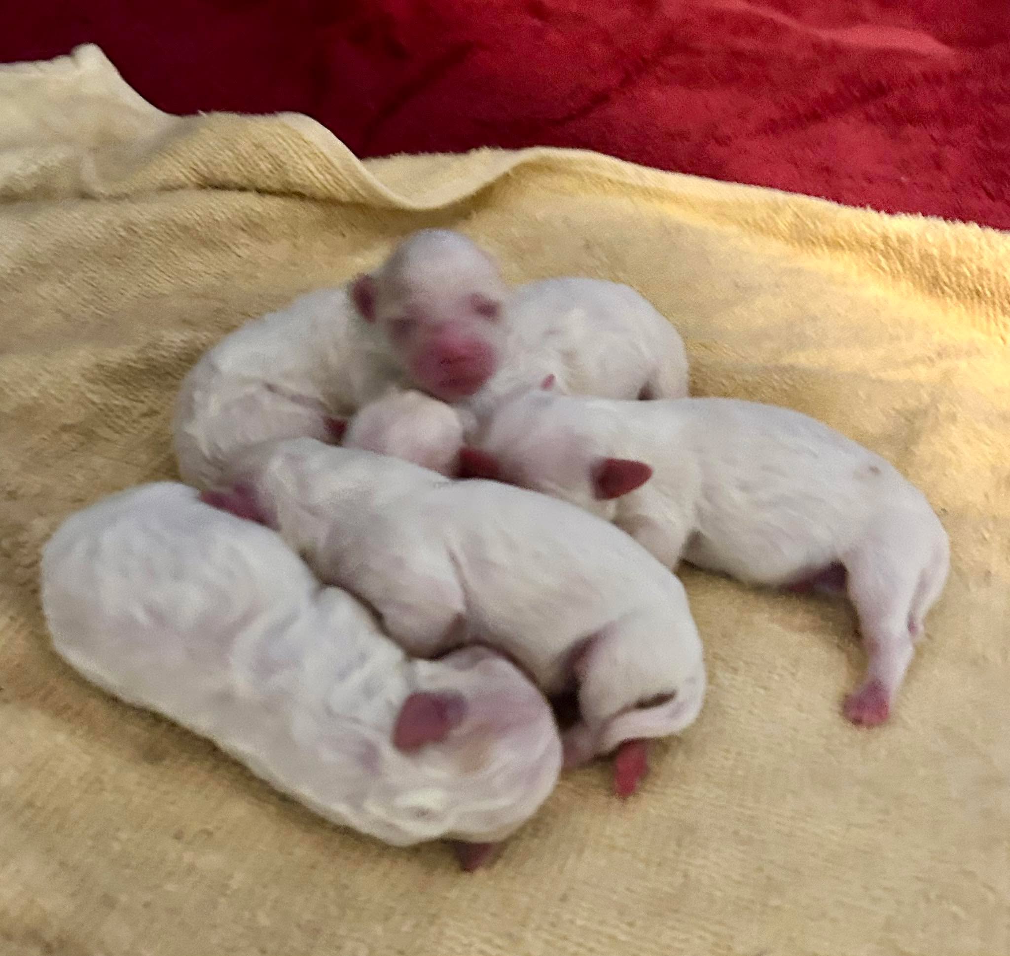 Fotos de hoy: Los bebés de Lucía 🤗 queda 1 hembra y 3 varones. Se van a entregar en marzo. Con papeles, primeras vacunas, y desparasitados. Si le interesa me escribe por WhatsApp o Messenger. Bendiciones 🥰