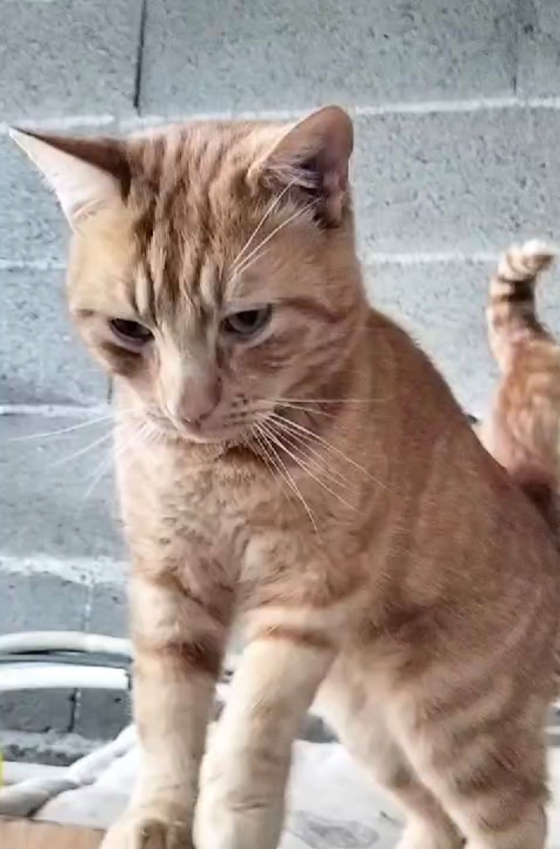 Bonsoir,
Notre chat rourou n'est pas rentré depuis quelques jours ce qui n'est pas dans ces habitudes. Il est très câlin. Nous habitons Lugo de Venaco si quelqu un l'aperçoit. Merci