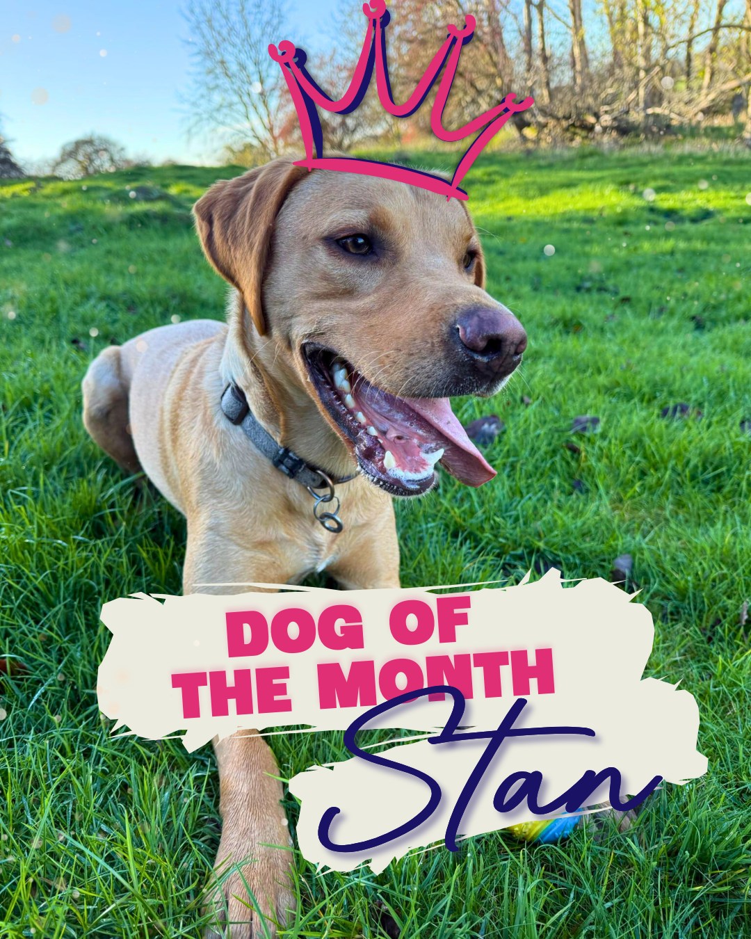 Dog of the Month: Stan 🐶✨ Meet Stan — our January star! He joined walks in October and has been loving every moment.
💥 Full of energy 💛 Building trust with our team 🐕 Slowly meeting new pack buddies
His recall has already come so far, and we can’t wait to see him grow even more this year.
Show Stan some love in the comments 👇
#DogOfTheMonth #StanTheStar #CommunityPups #WarwickshireDogs #TrustAndCare