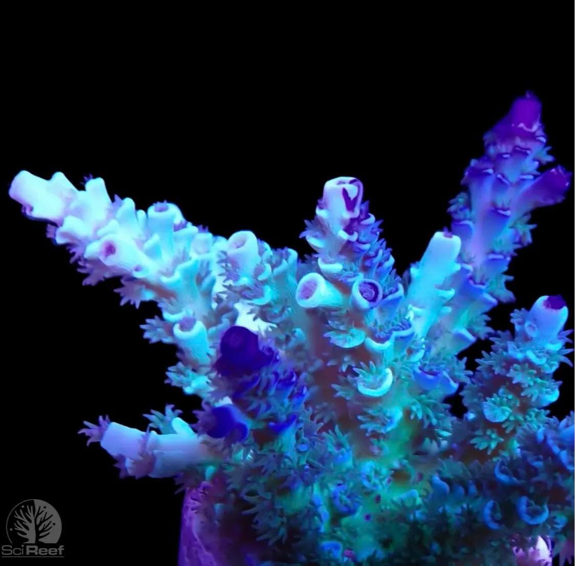 #tropicmarintanks
Very nice shot from @scireef 💕
Do you also have such great corals in your tank? Tag your post with #tropicmarintanks.
#tropicmarintanks #tropicmarin #tropic_marin #eatsleepreef #allmymoneygoestocoral #reefporn
#coralporn #reefaholics #aquarium #saltwateraquarium #nanoreef #reeftanks #euroreefers #reef2reef #reefers4reefers #vitaminsea #seafari
@tropicmarinusa @tropic_marin_br @tropic_marinarg
@tropicmarinperu @aquarium_planet_cr @scireef @aqua.united.gmbh