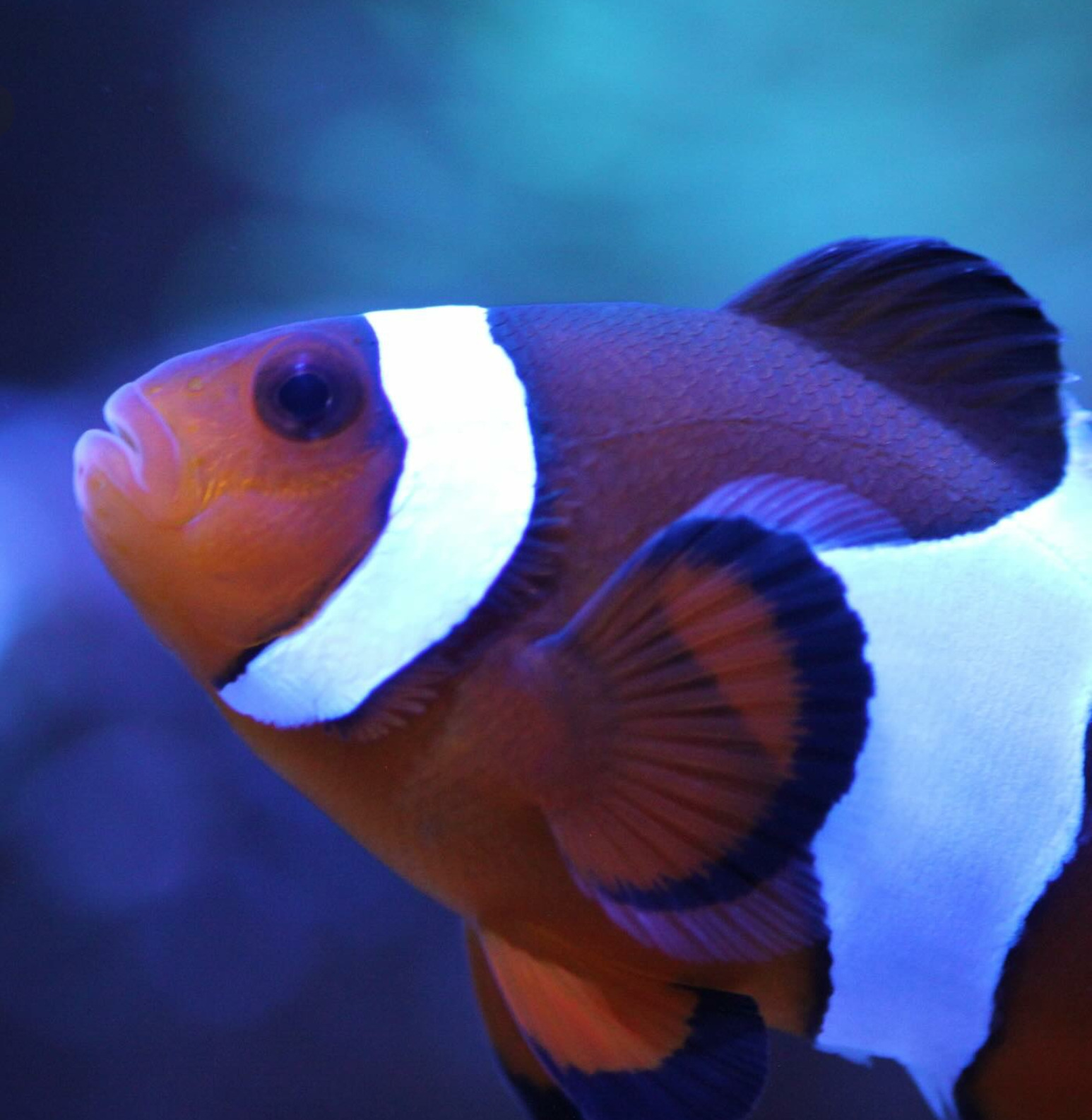 #tropicmarintanks
Amazing shot from @chocolatine_reefer 😍
You use our products and want to get reposted? Tag your post with #tropicmarintanks.
#tropicmarintanks #tropicmarin #tropic_marin
#eatsleepreef #allmymoneygoestocoral #reefporn #coralporn #reefaholics #aquarium #saltwateraquarium #nanoreef #reeftanks #euroreefers #reef2reef #reefers4reefers #vitaminsea #seafari
@tropicmarinusa @tropic_marin_br @tropic_marinarg @tropicmarinperu @aquarium_planet_cr @scireef @aqua.united.gmbh