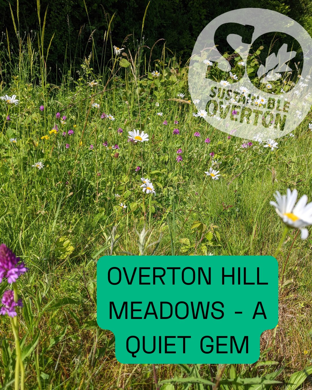Overton Hill Meadows has long been a quiet gem in our village — a place to walk, pause, and enjoy the seasons changing.
Thanks to local volunteers who are the Overton Hill Conservation Group, the meadows are now carefully managed to support wildlife and natural regeneration.
🌼 Love nature? Give a little time and make a big difference.
👉 Join our next work party - no experience necessary.